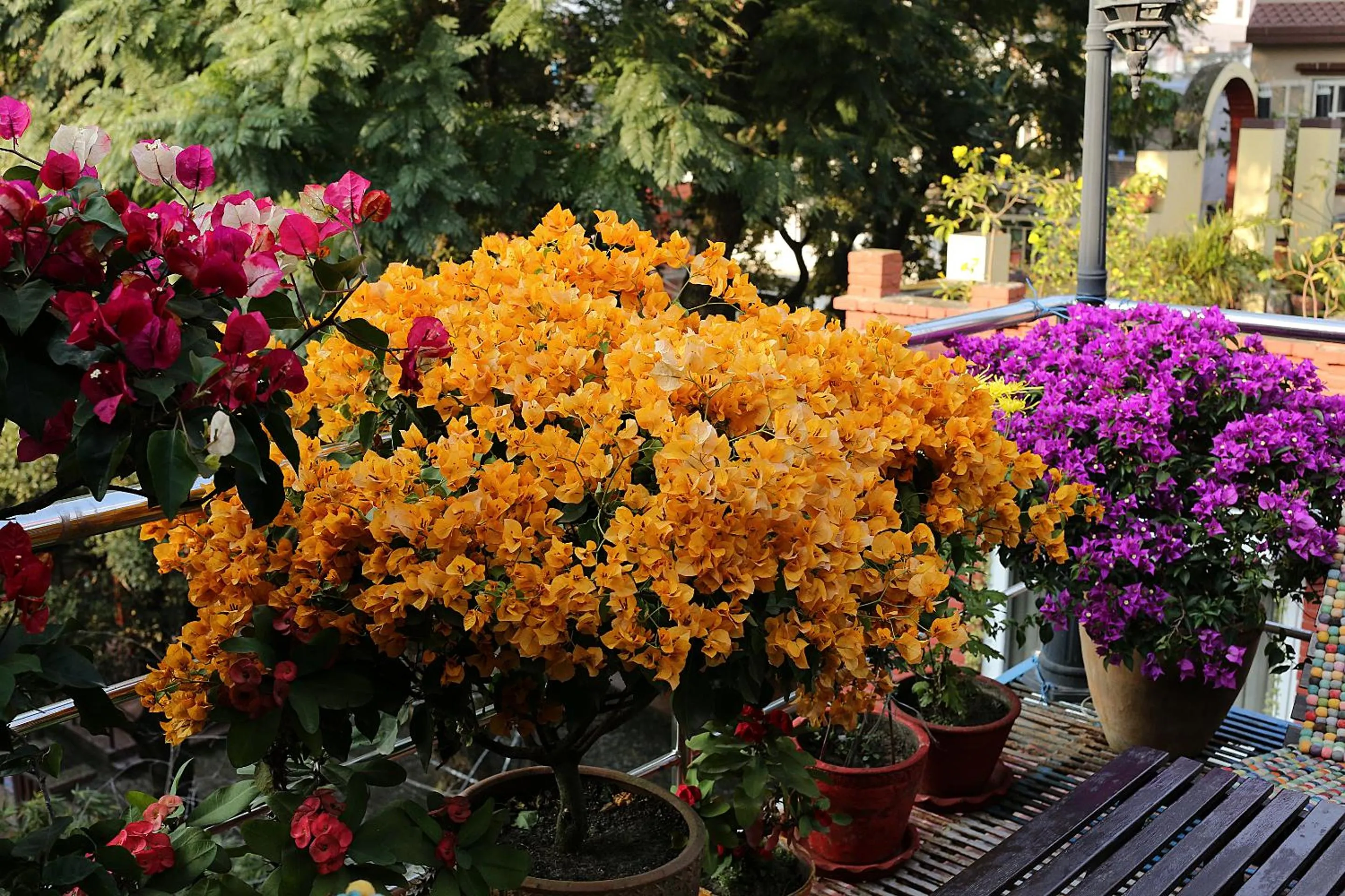 Garden in Shangrila Boutique Hotel