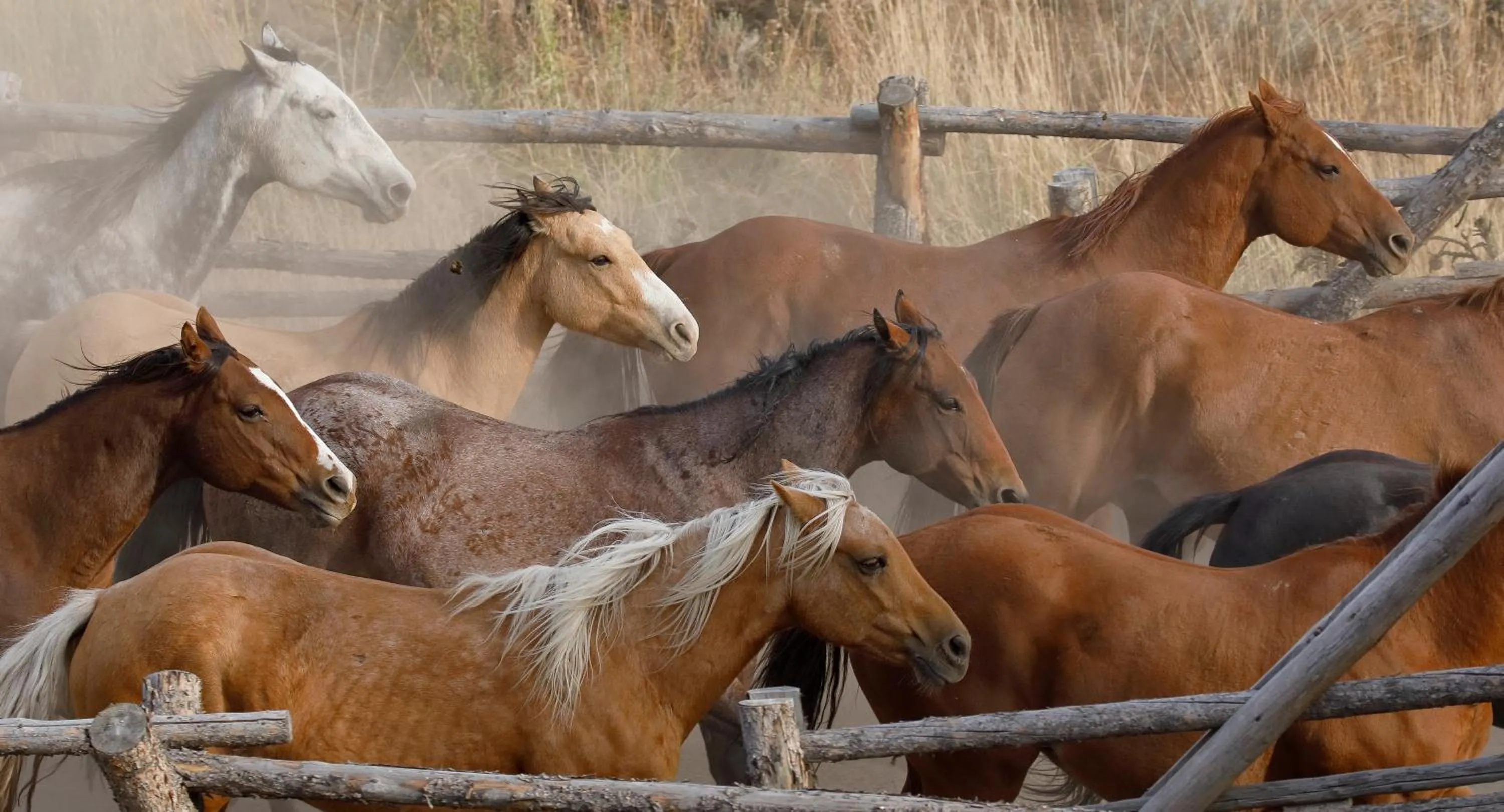 Horse-riding in Heart Six Ranch