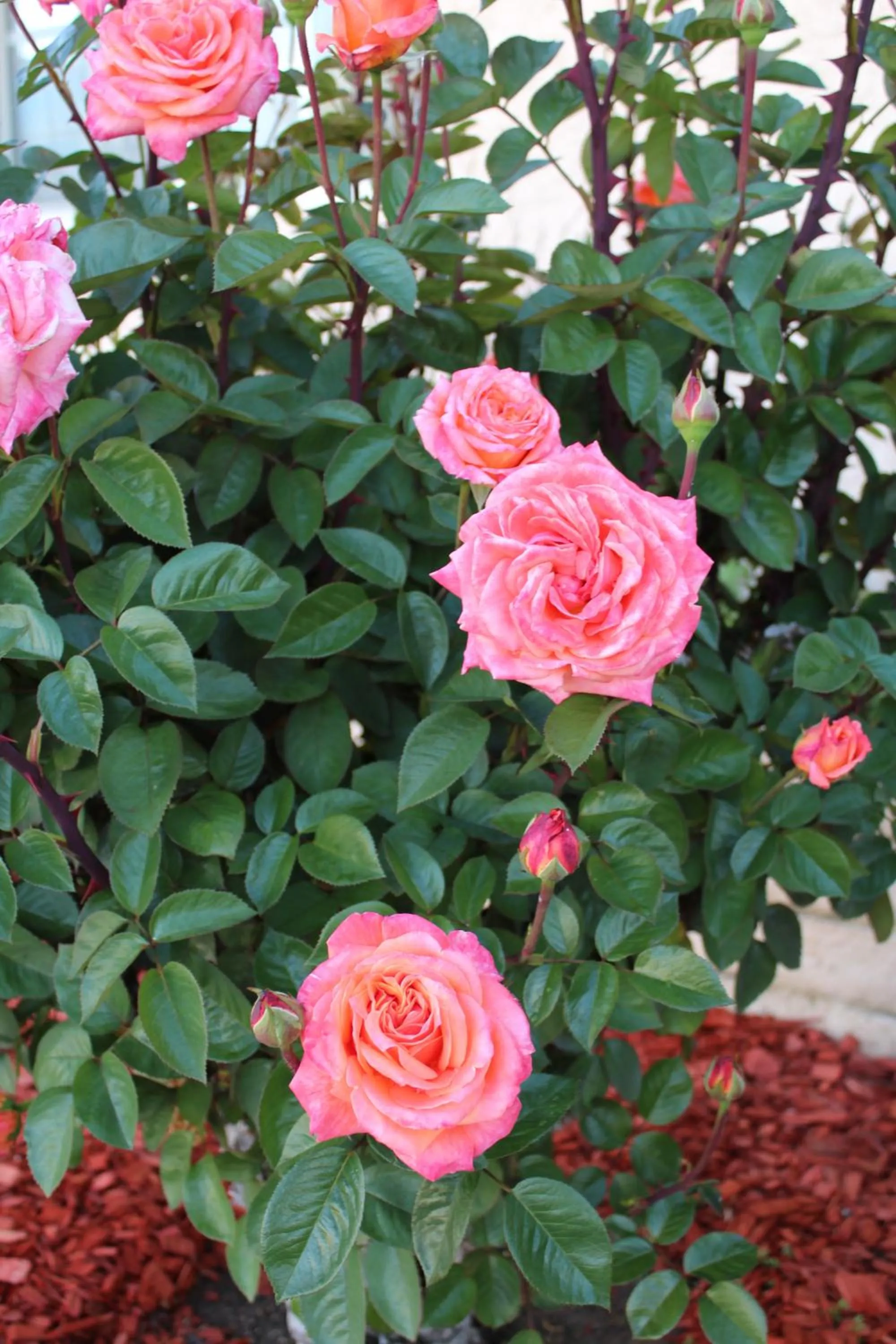 Spring in Economy Inn Paso Robles