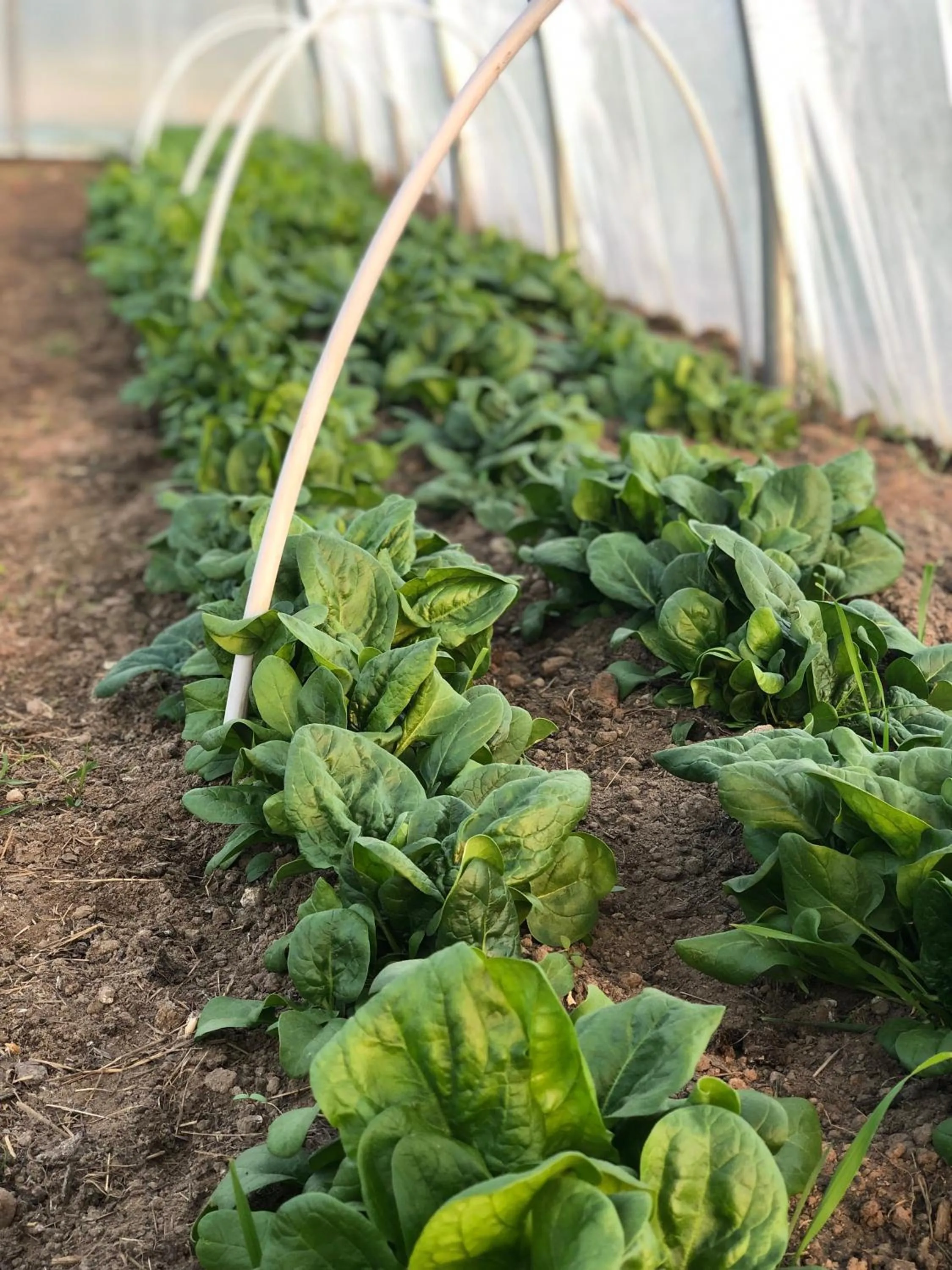 Food in LindenGut Bio Hotel & Bio Herberge