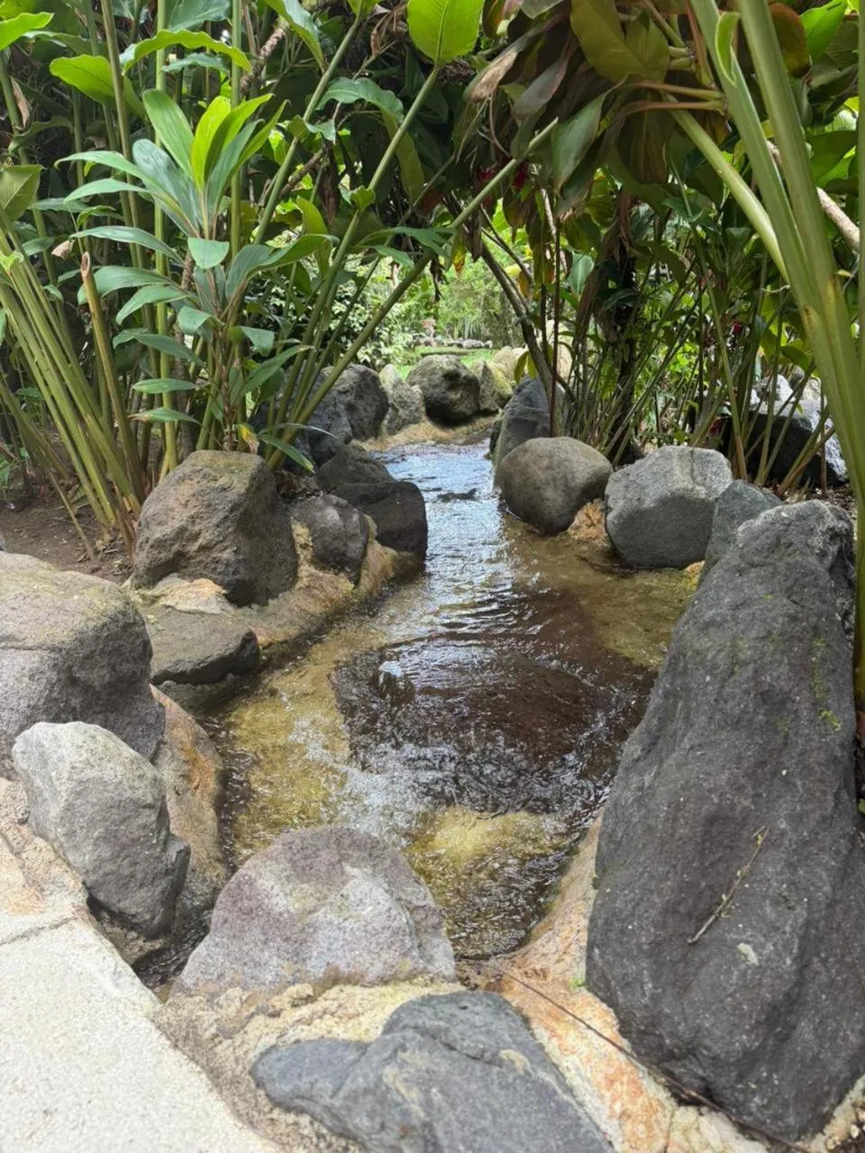 Garden in Orquideas Boutique Hotel