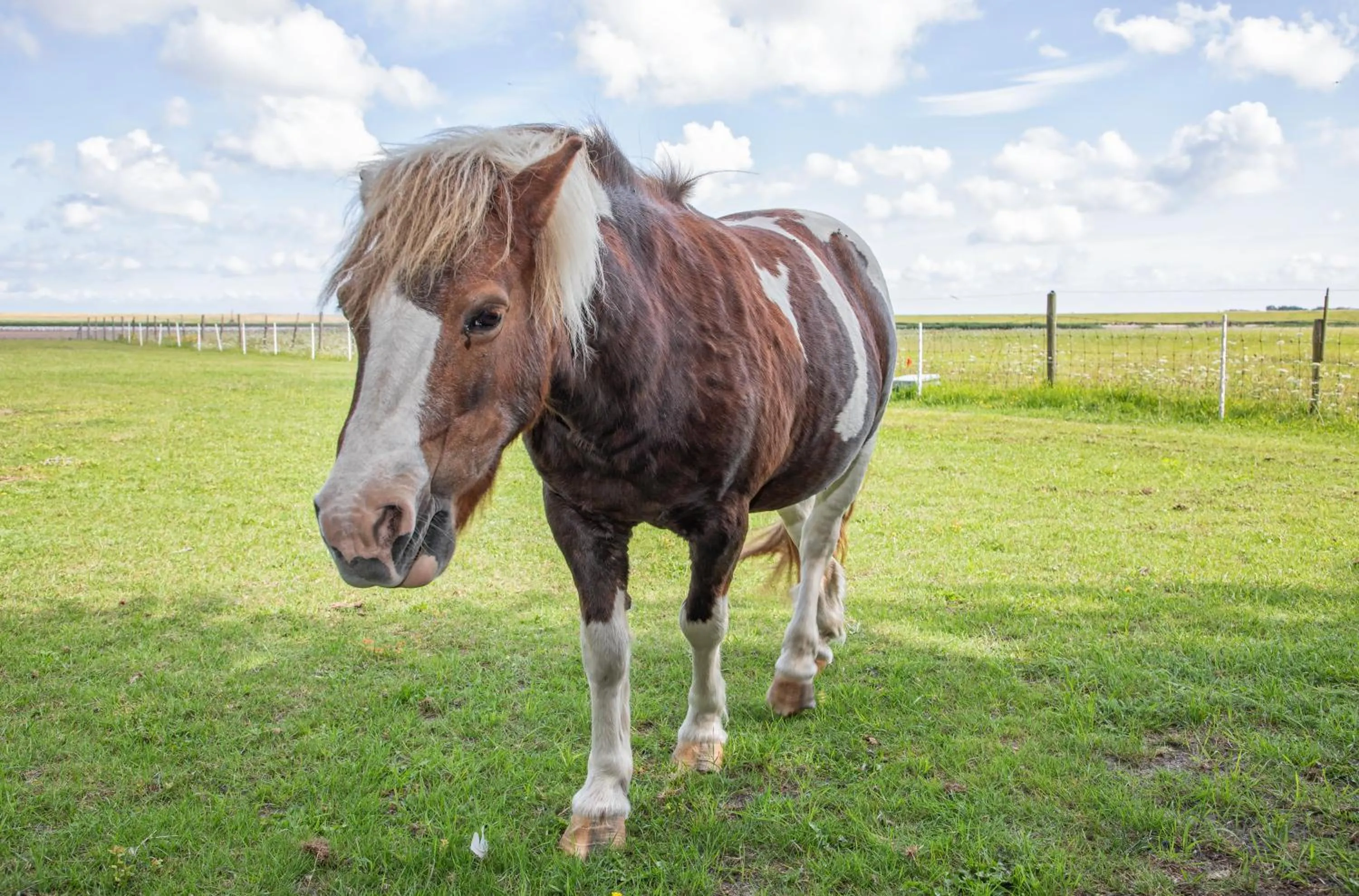 Animals in Eendrachtweg 4