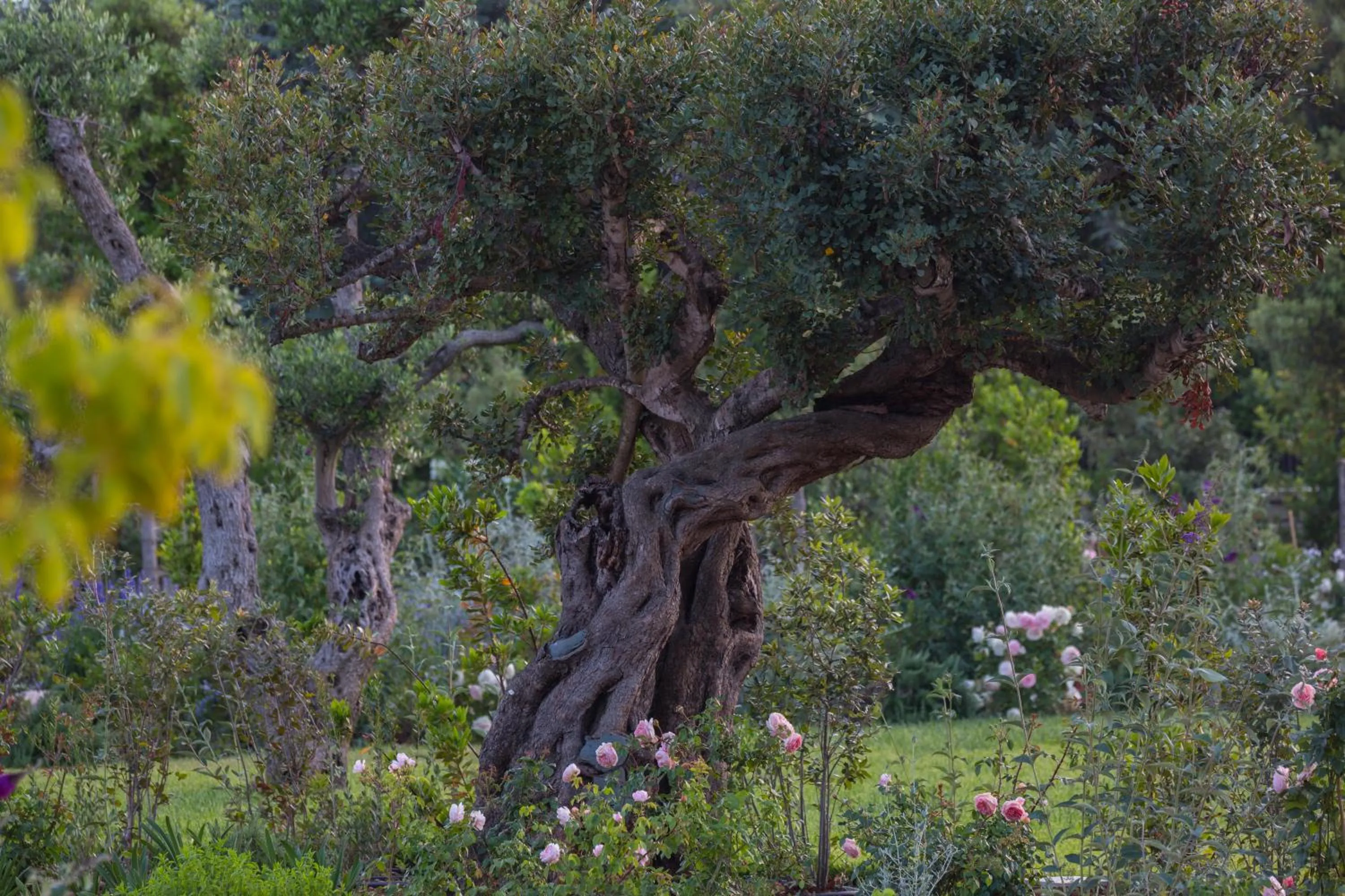 Garden in Borgo dei Lecci Puglia