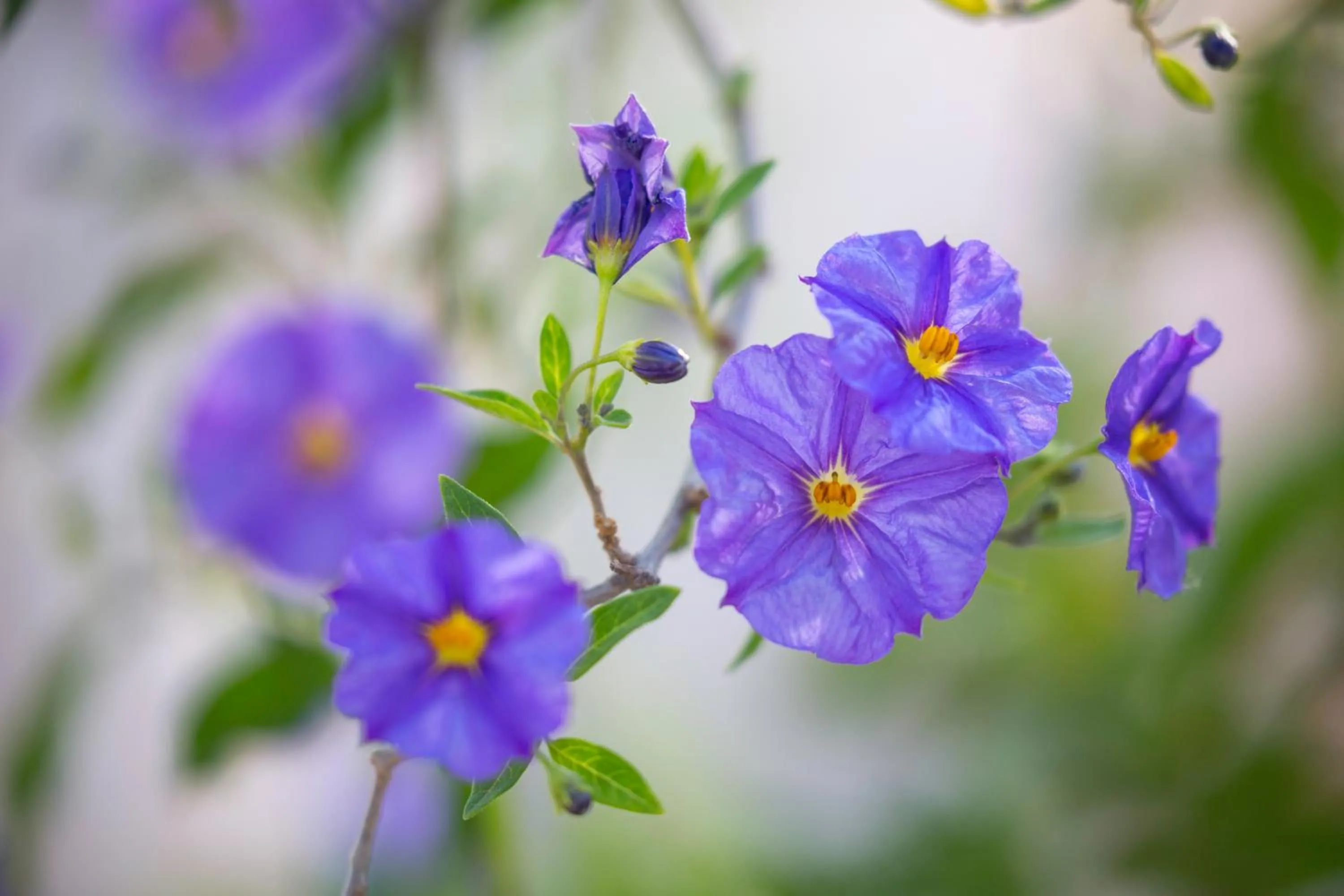 Garden in Borgo dei Lecci Puglia