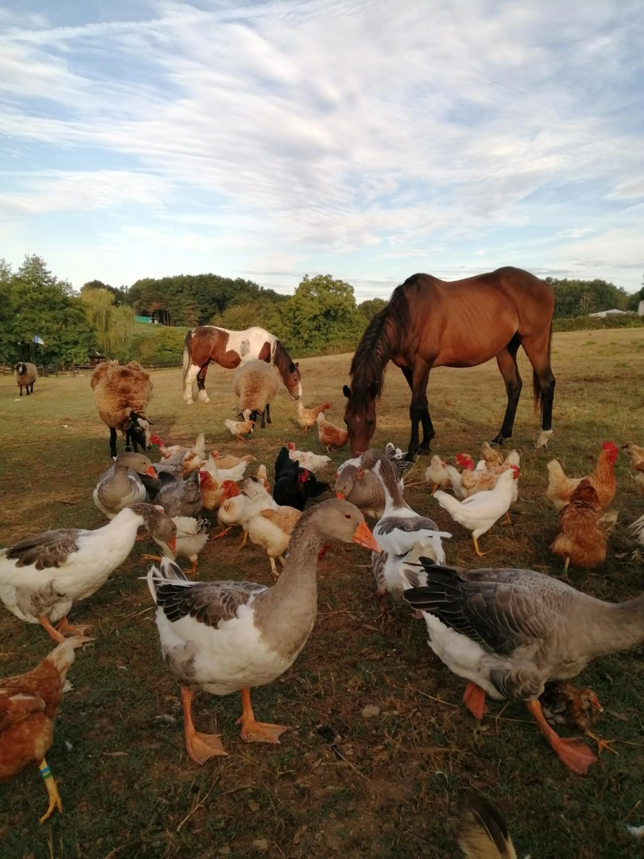 Evening entertainment in Domaine de la Castagnère