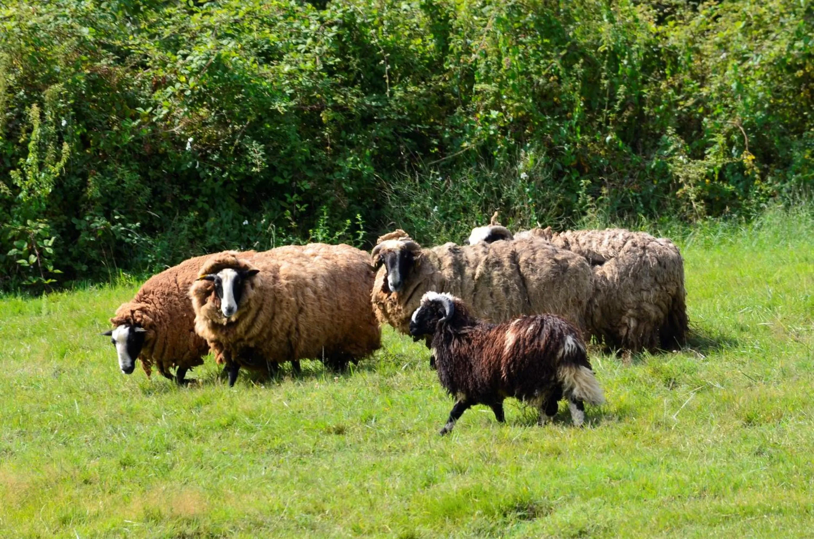 Evening entertainment in Domaine de la Castagnère