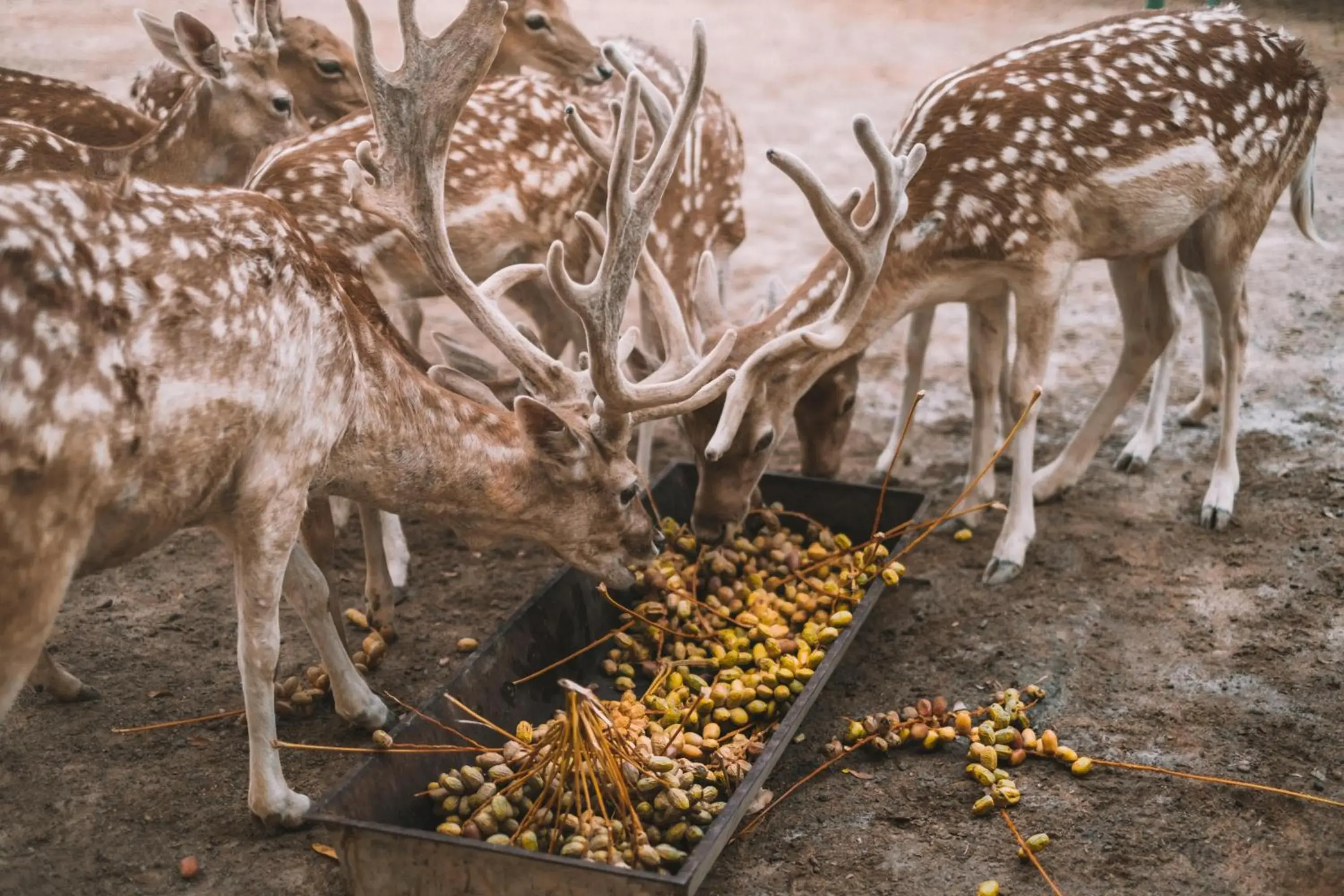 Landmark view in JA Hatta Fort Hotel Landmark view in JA Hatta Fort Hotel