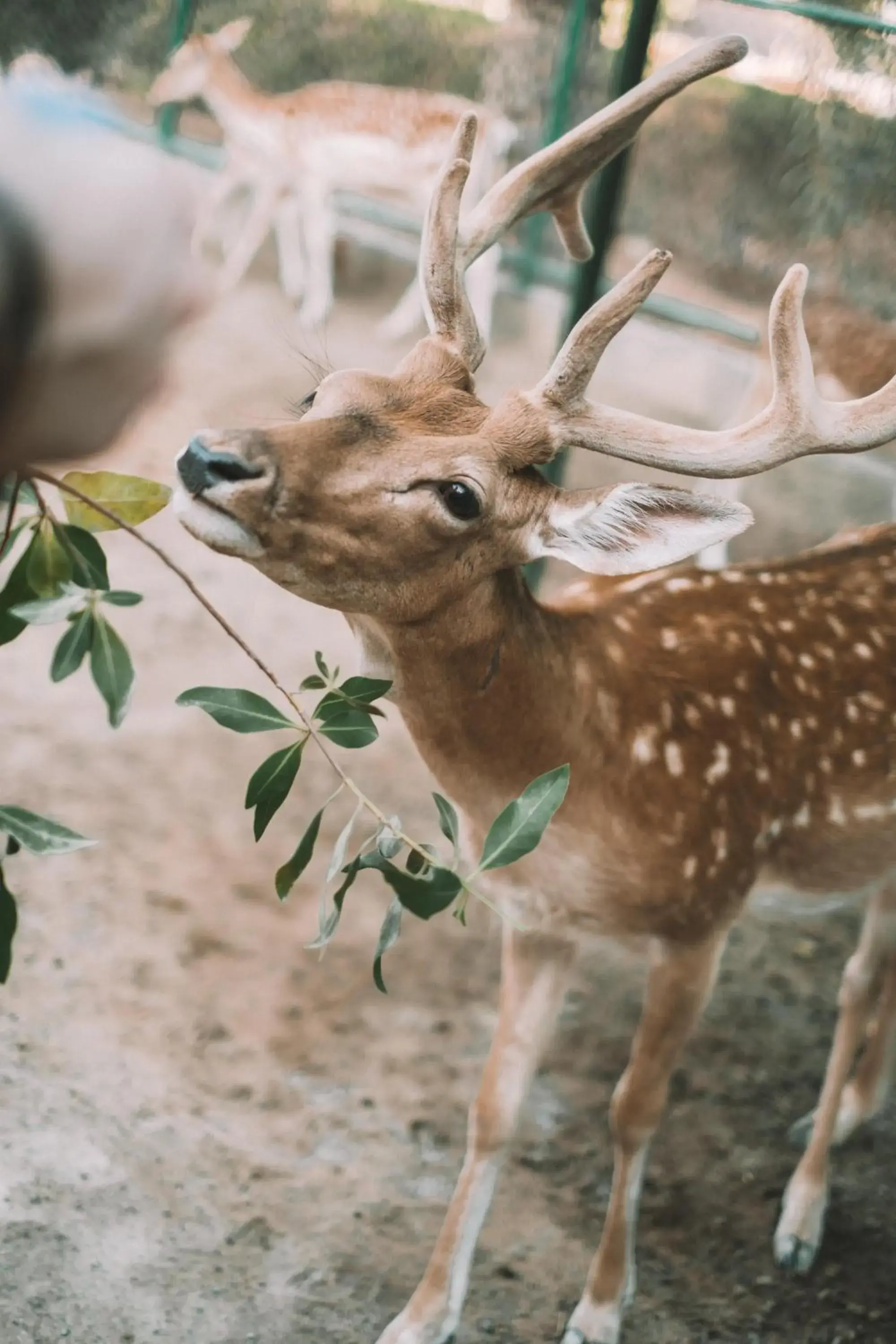 Landmark view in JA Hatta Fort Hotel Landmark view in JA Hatta Fort Hotel