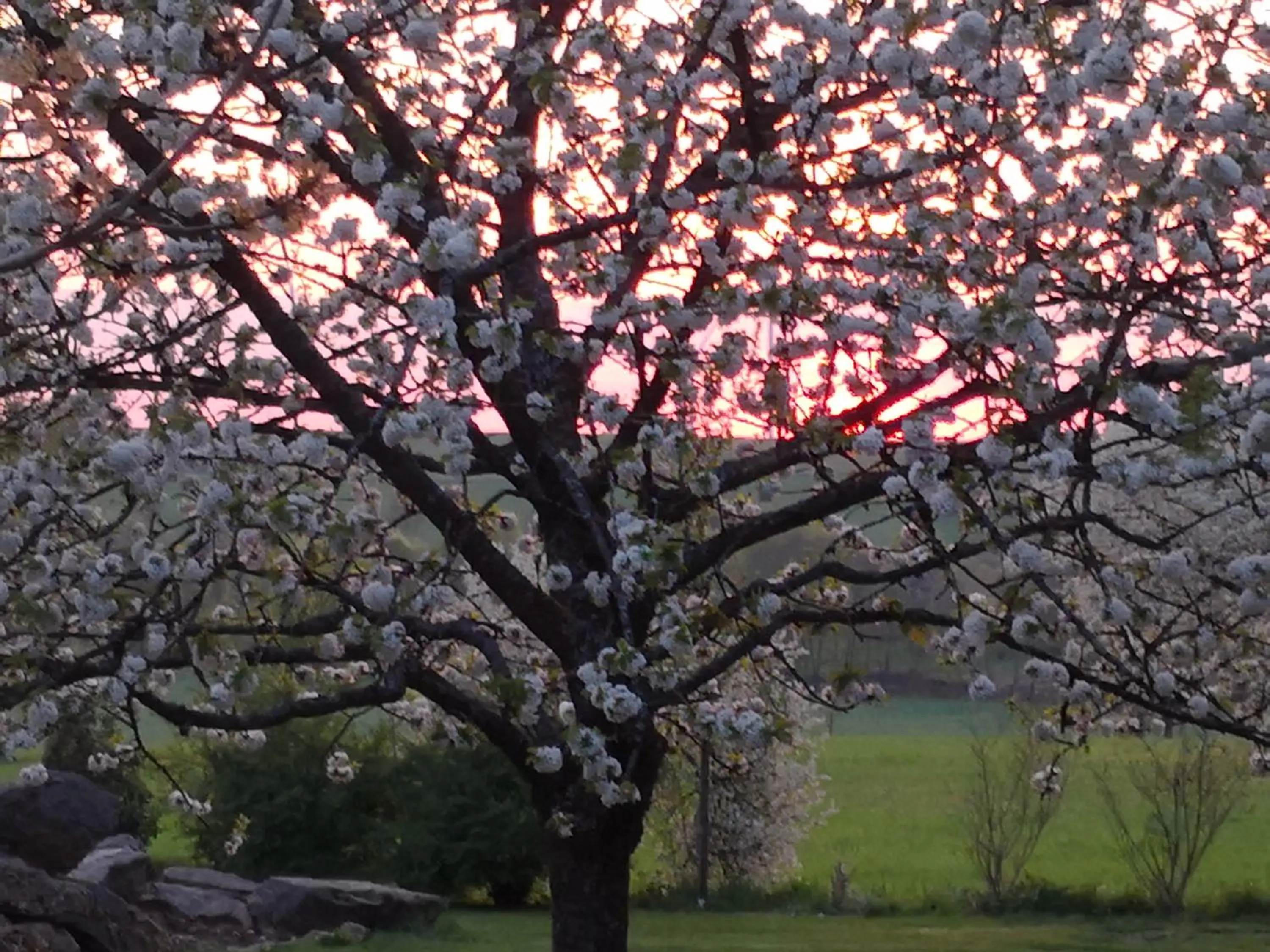 Garden in Hotel Sonnenhof