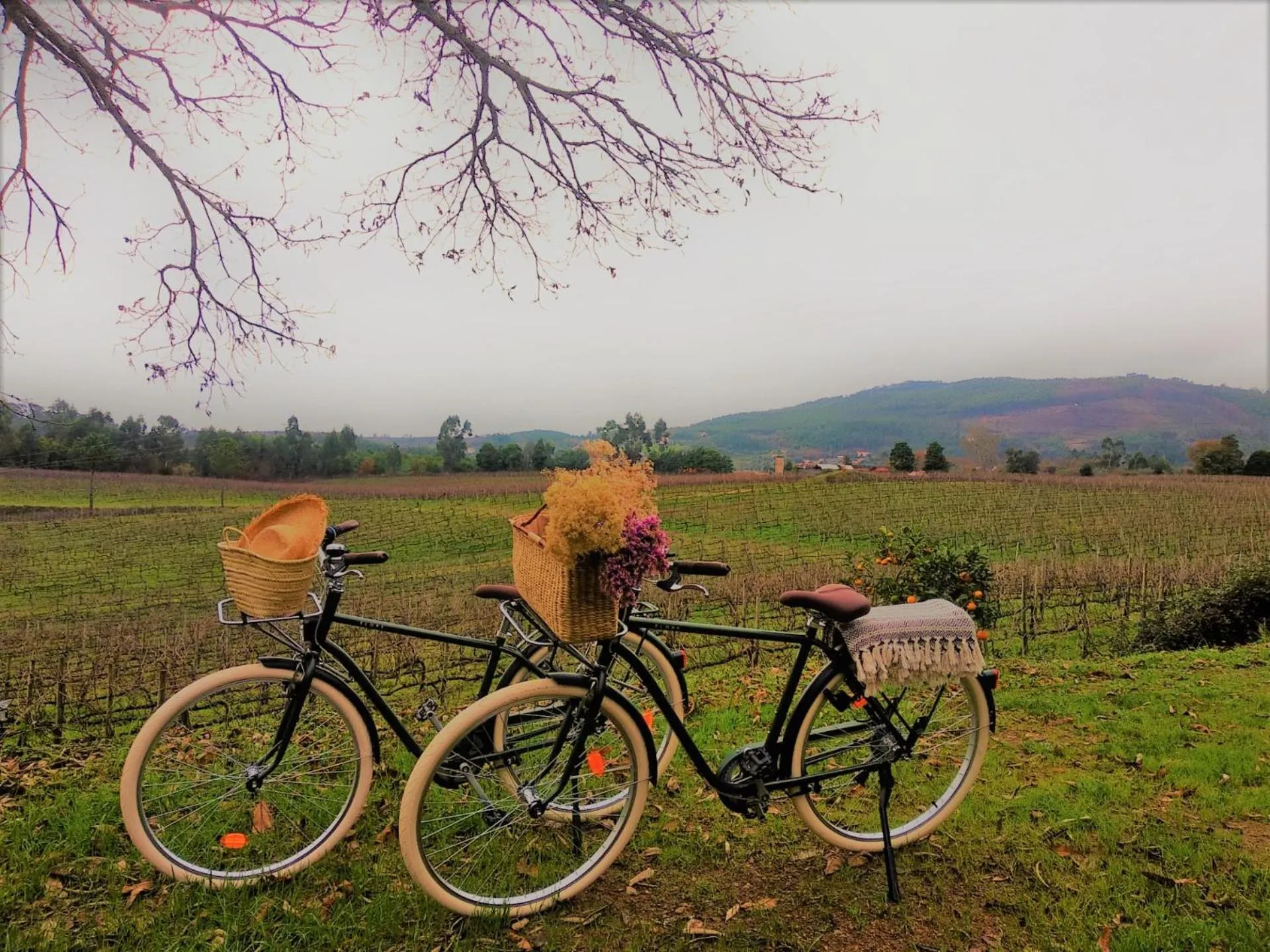 Off site in Terra Rosa Country House & Vineyards