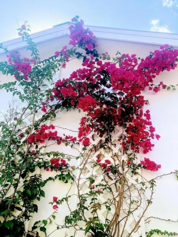 Other in Orchid Estate #2