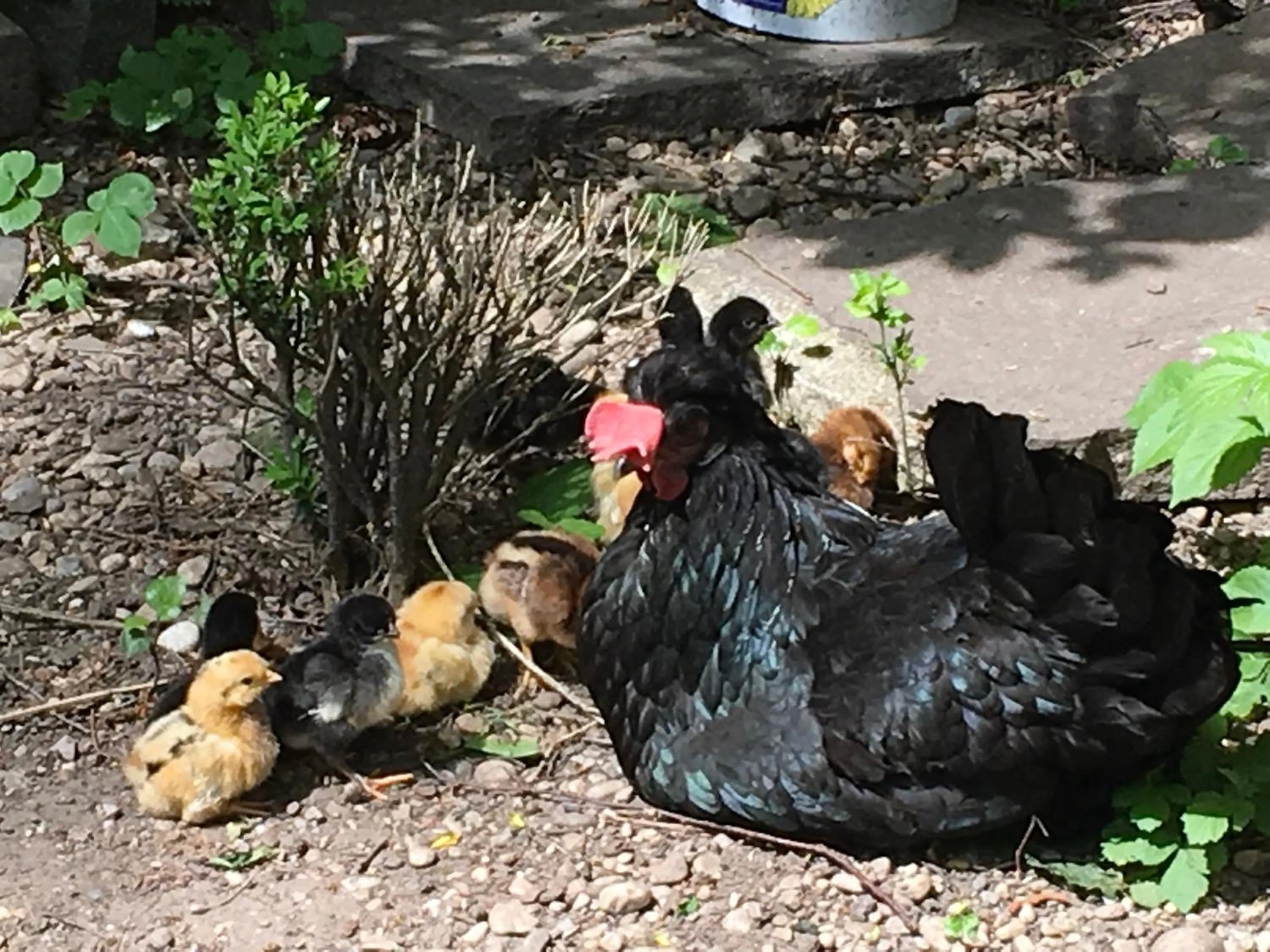 Animals in Hotel Gasthof Alte Post