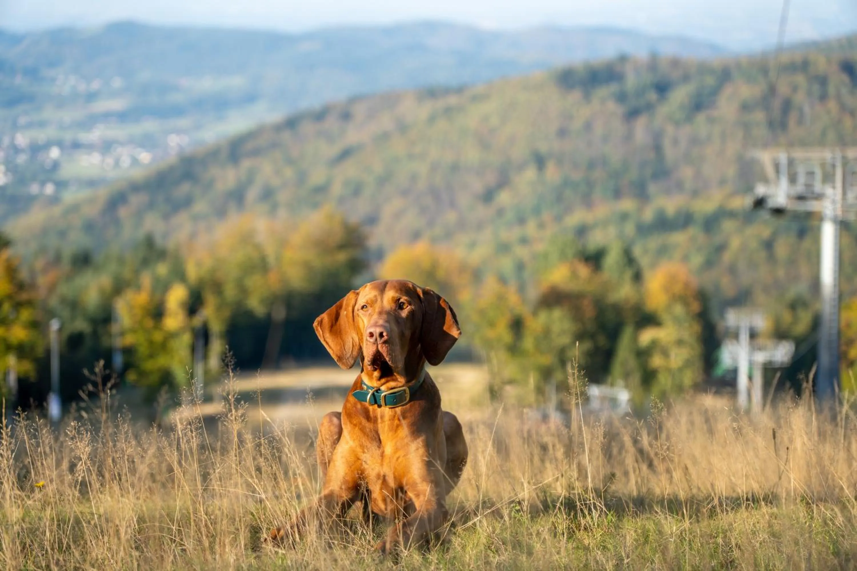 Animals in Hotel & SPA Czarny Groń