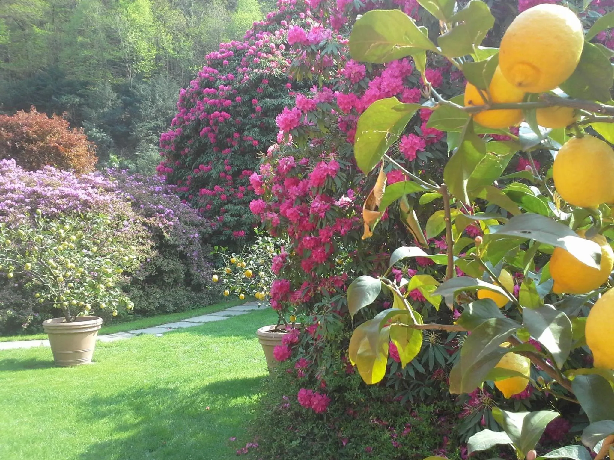 Garden in Park Hotel Villa Belvedere