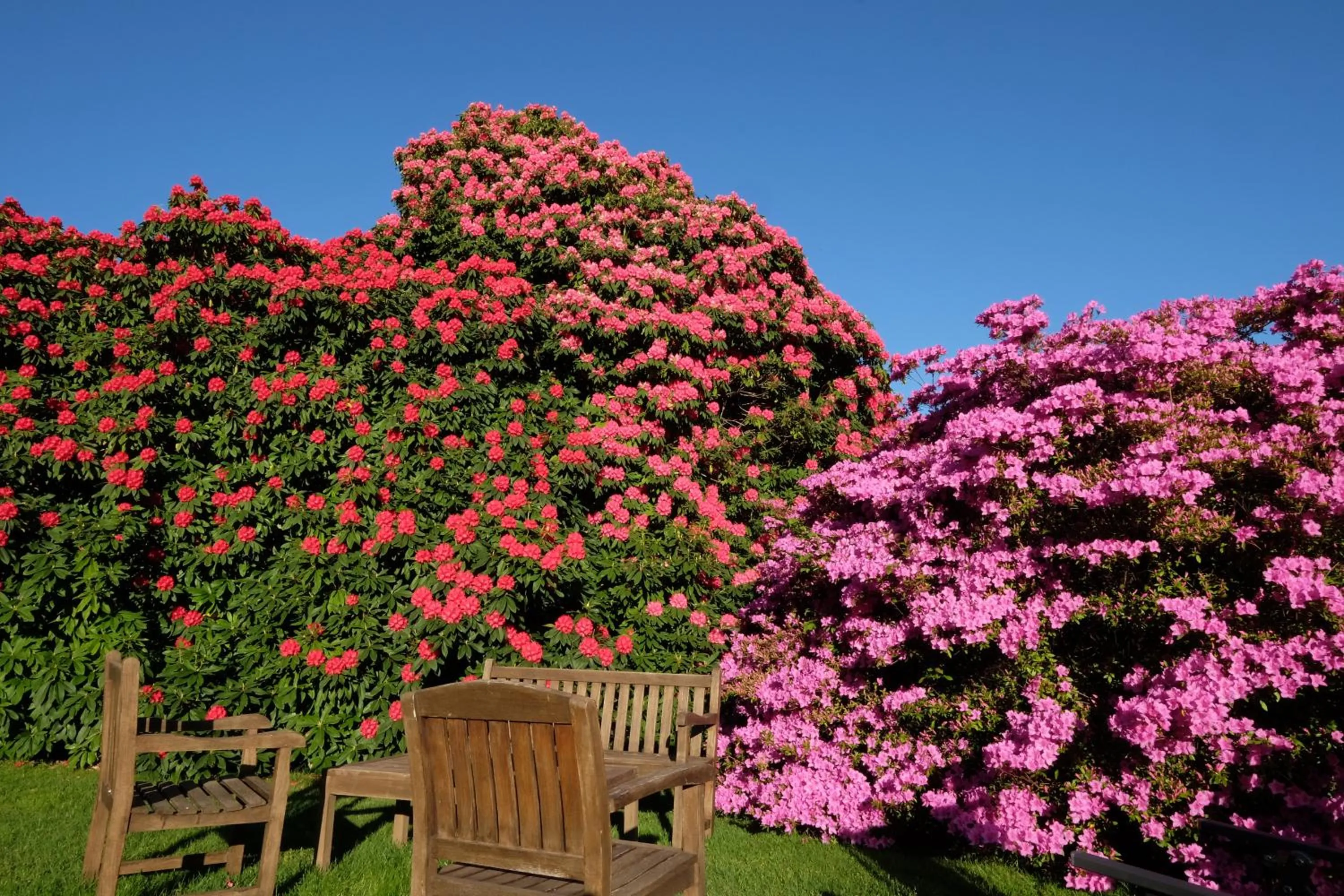 Garden in Park Hotel Villa Belvedere