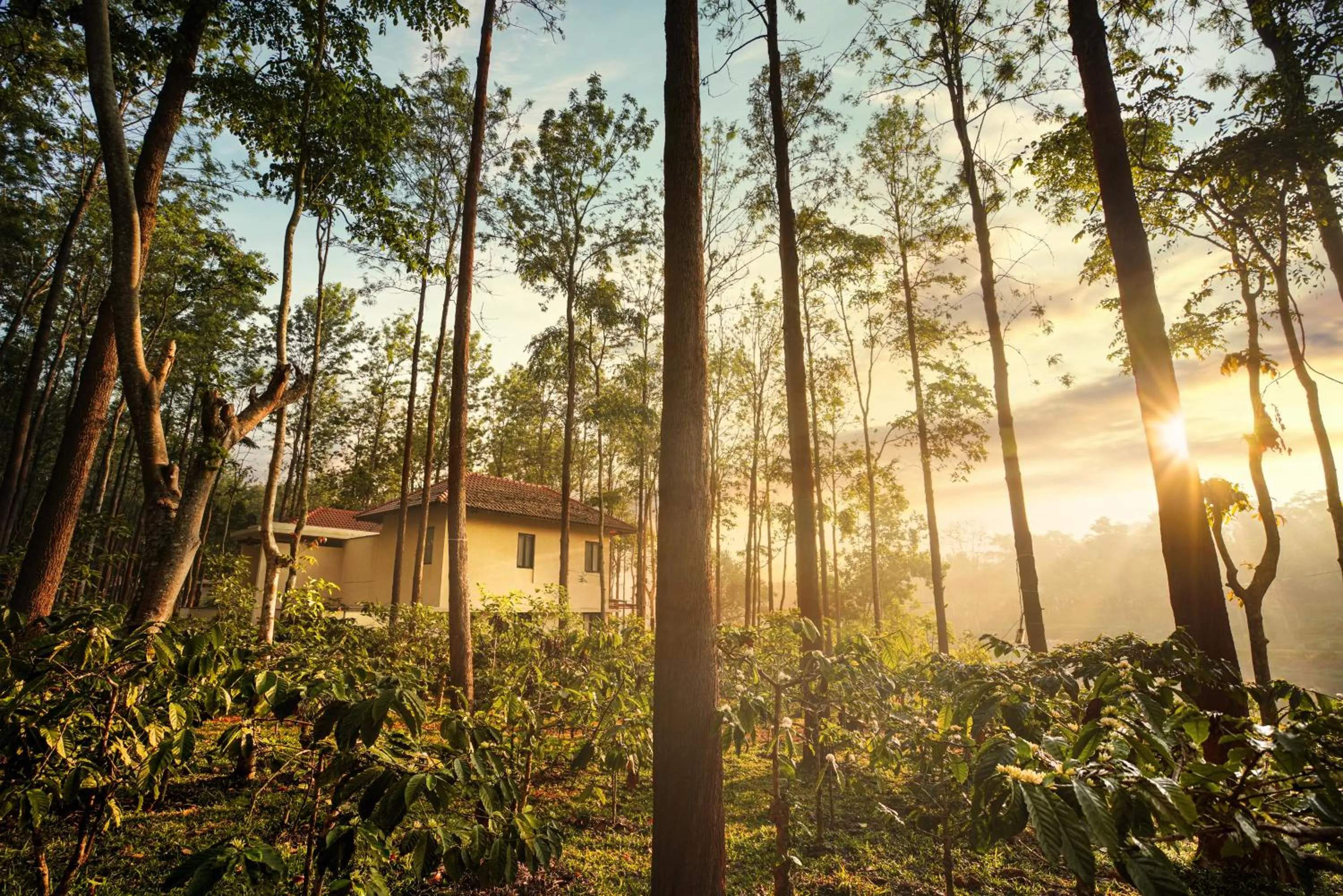 Natural landscape in Rosetta Sakleshpur