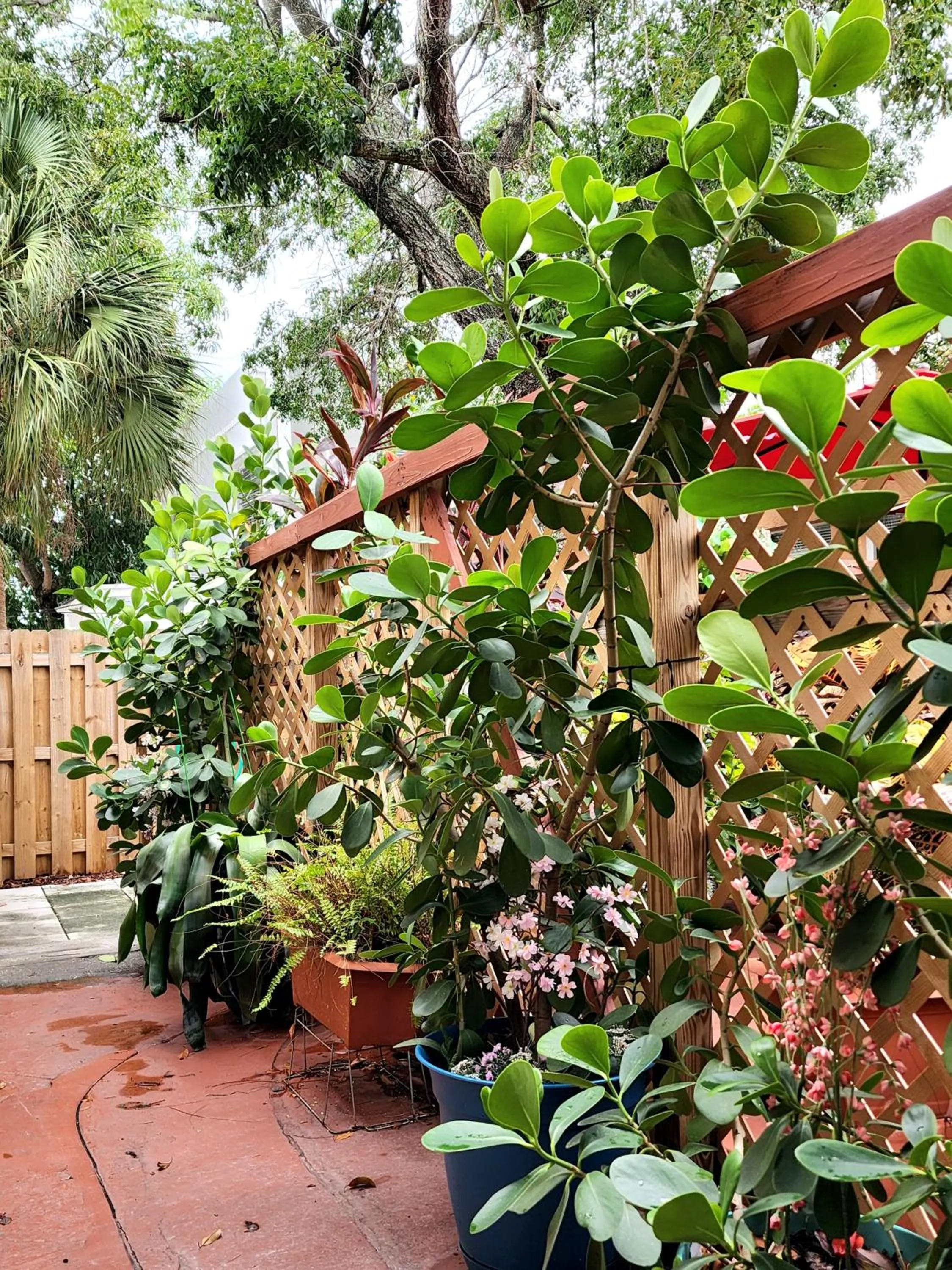Garden in Mermaid's Cottage