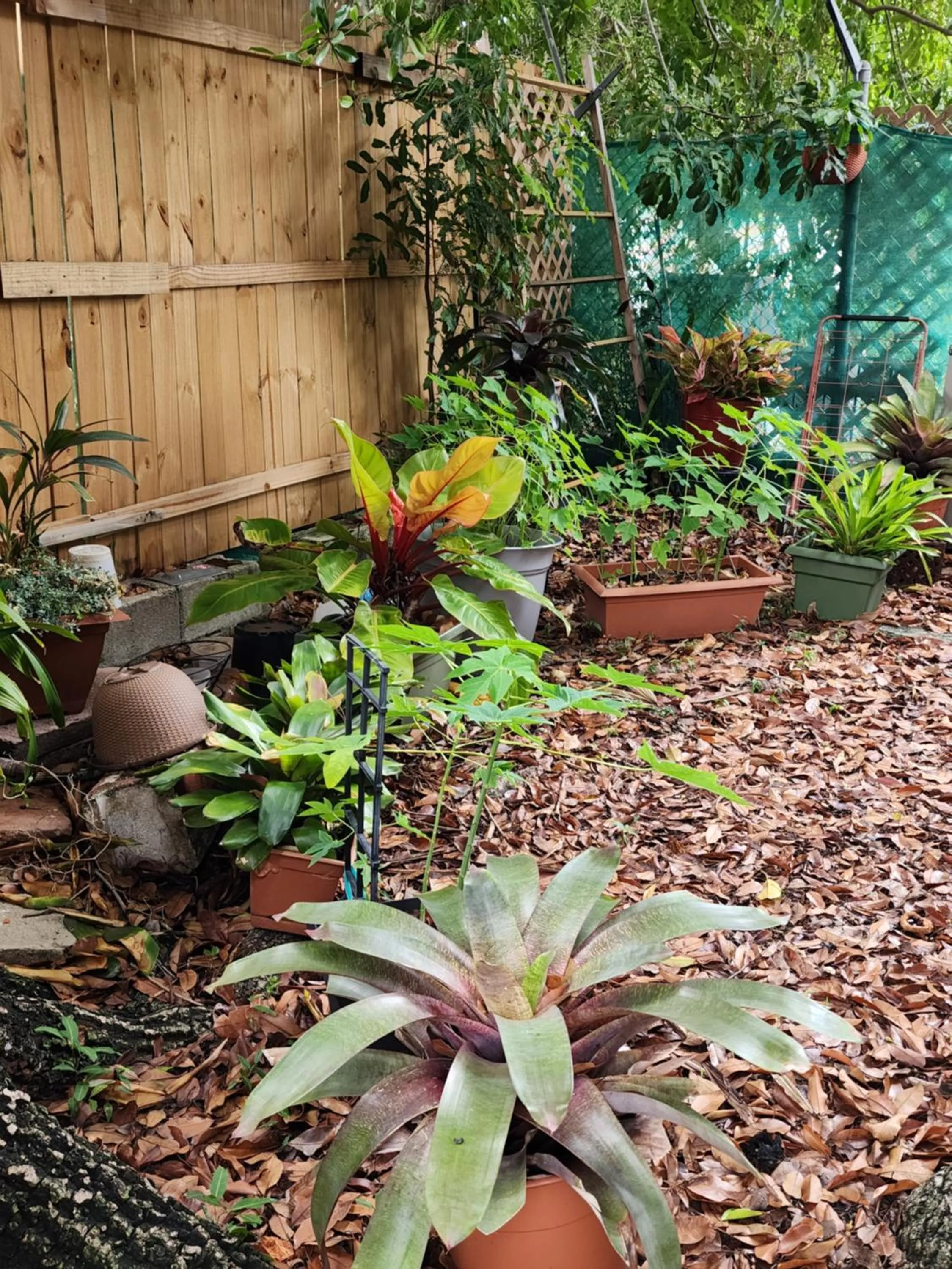 Garden view in Mermaid's Cottage