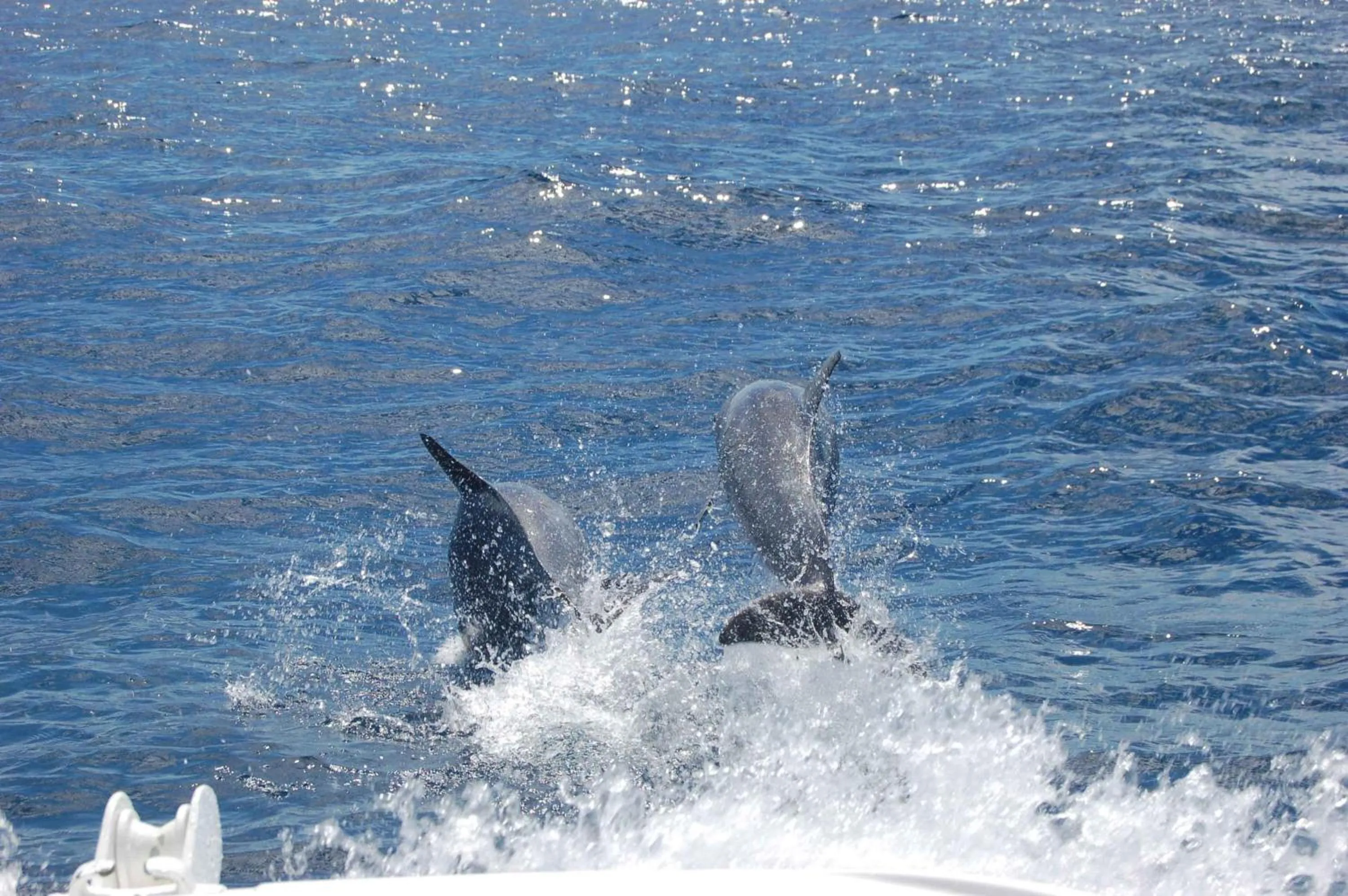 Animals in Le Grand Bleu