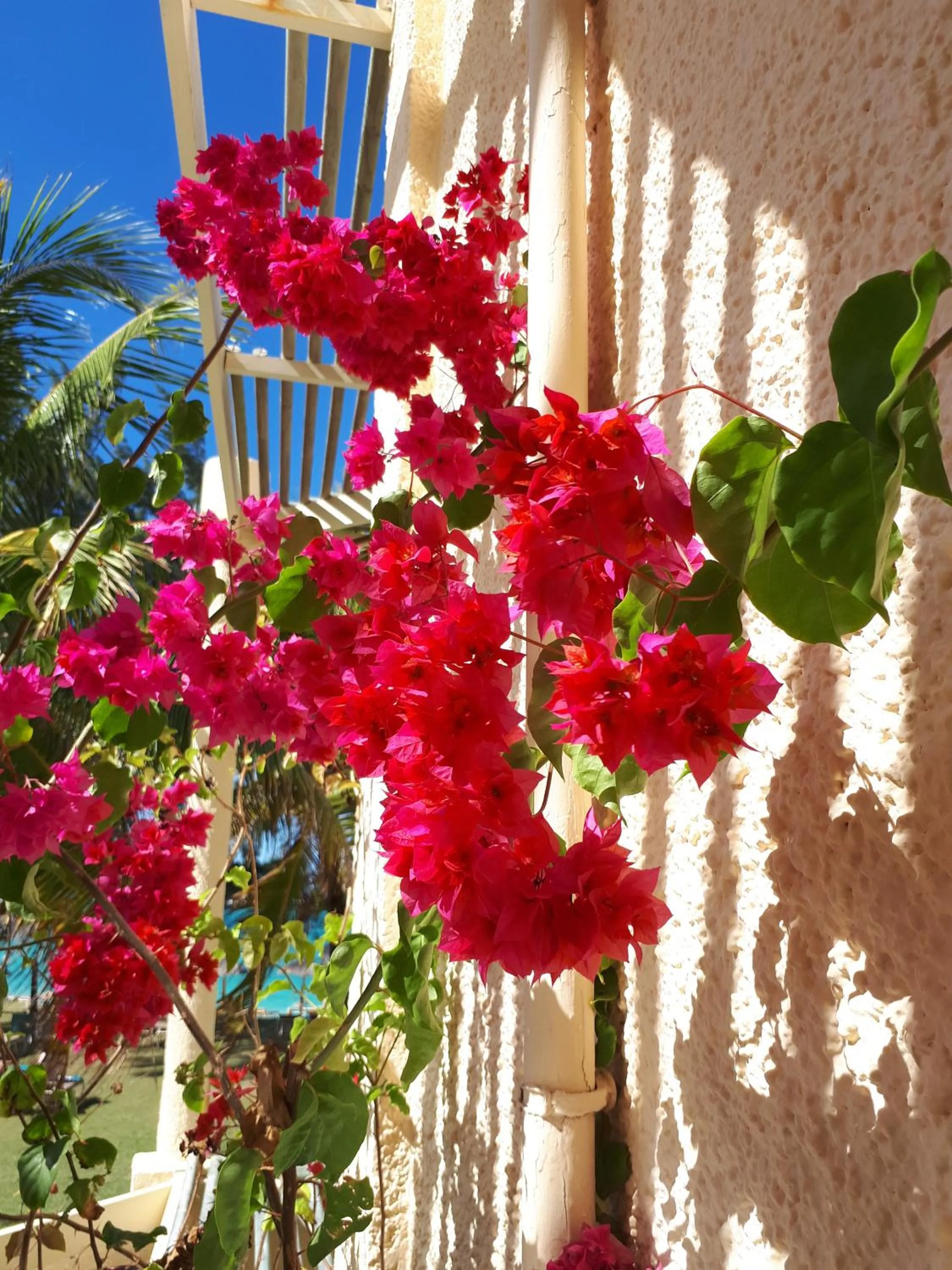 Garden in Silver Beach Hotel