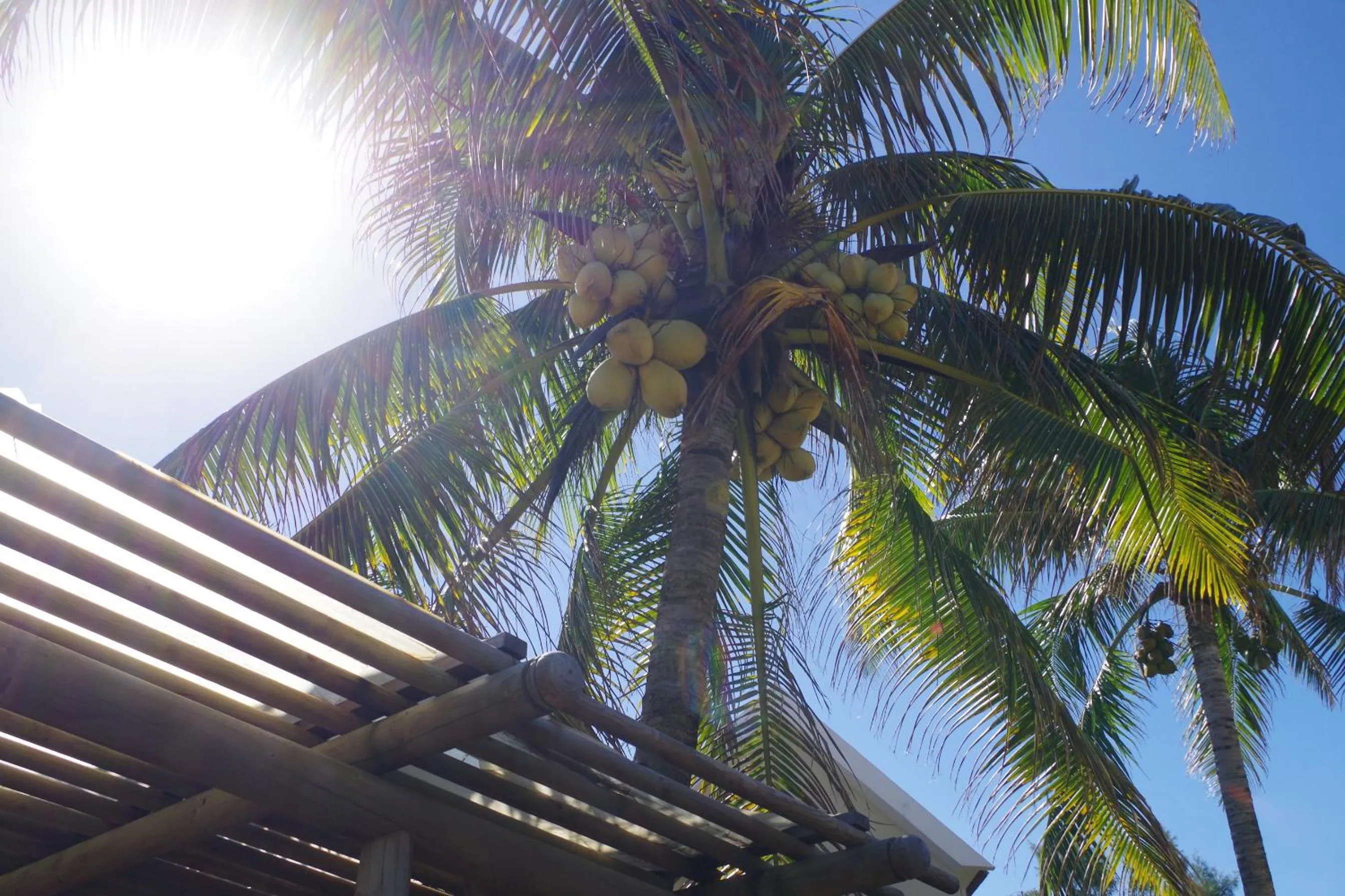 Garden in Silver Beach Hotel