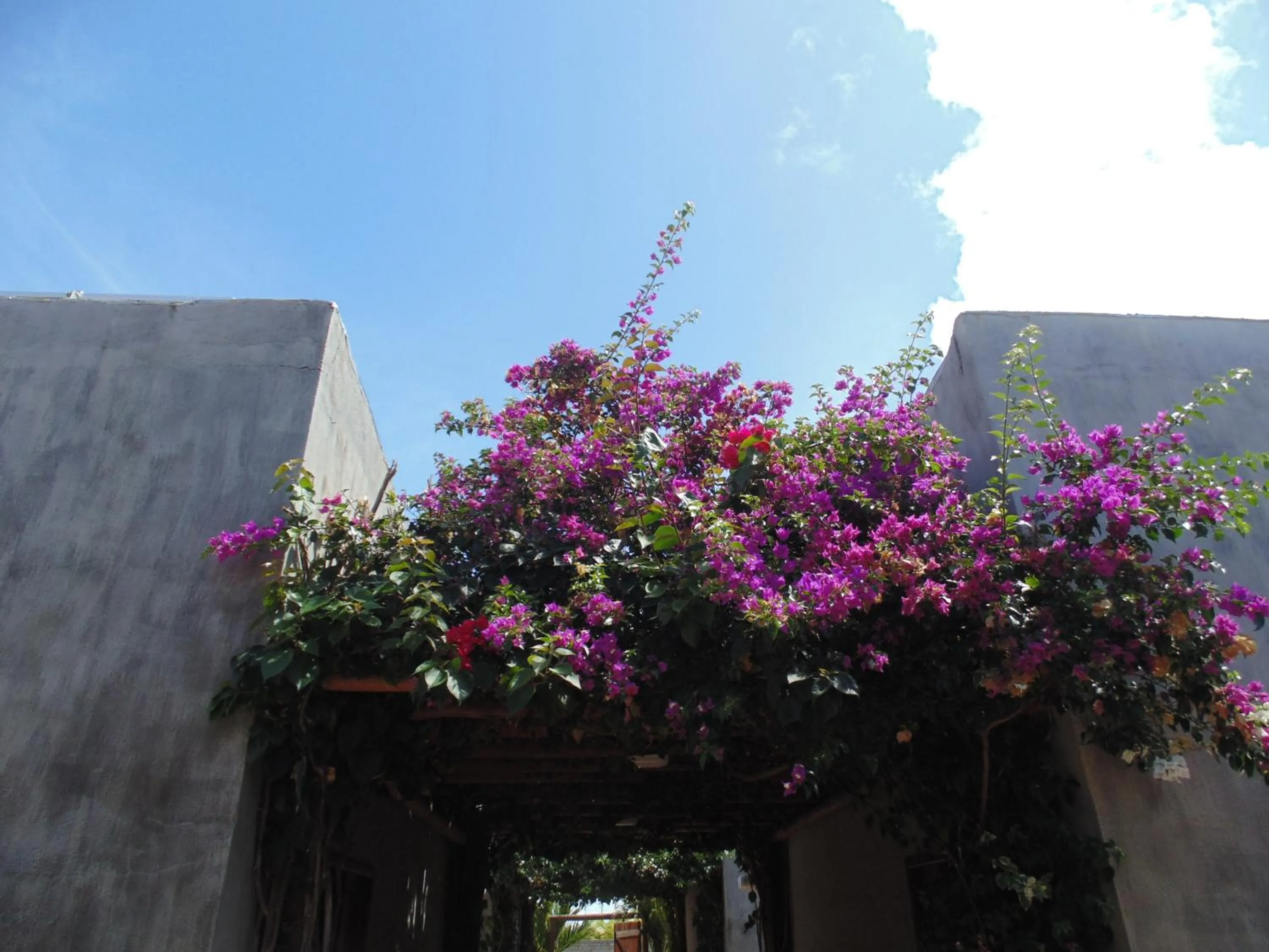 Spring in Chalé Palhano Beach