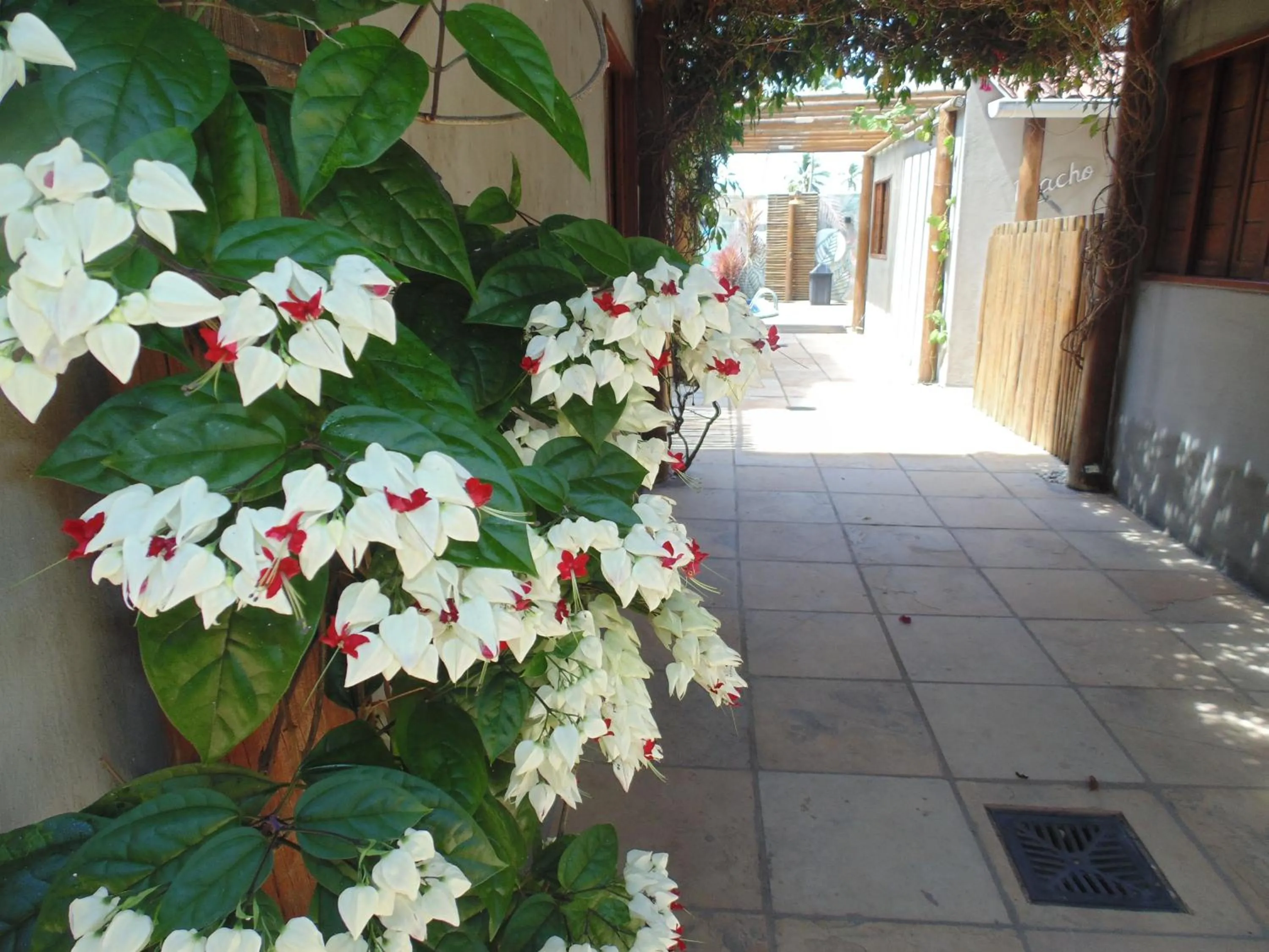Garden view in Chalé Palhano Beach