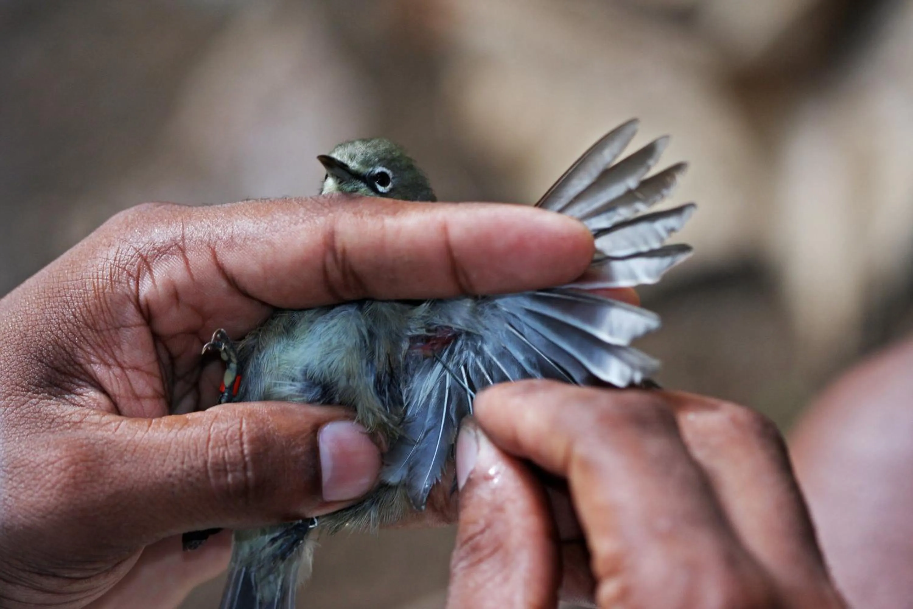 Other in North Island, a Luxury Collection Resort, Seychelles