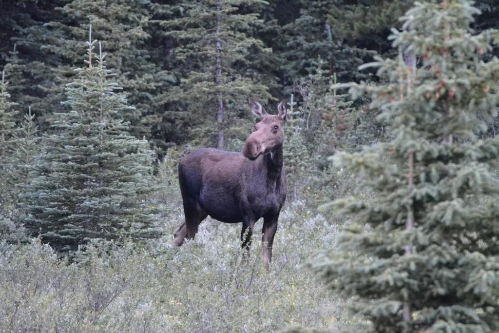 Newly Renovated Grizzly Lodge, Spacious 3BR 2BA with open pool, hot tub