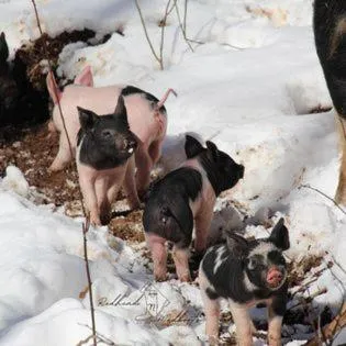 Laurel River Club Bed & Breakfast or LRCBNB