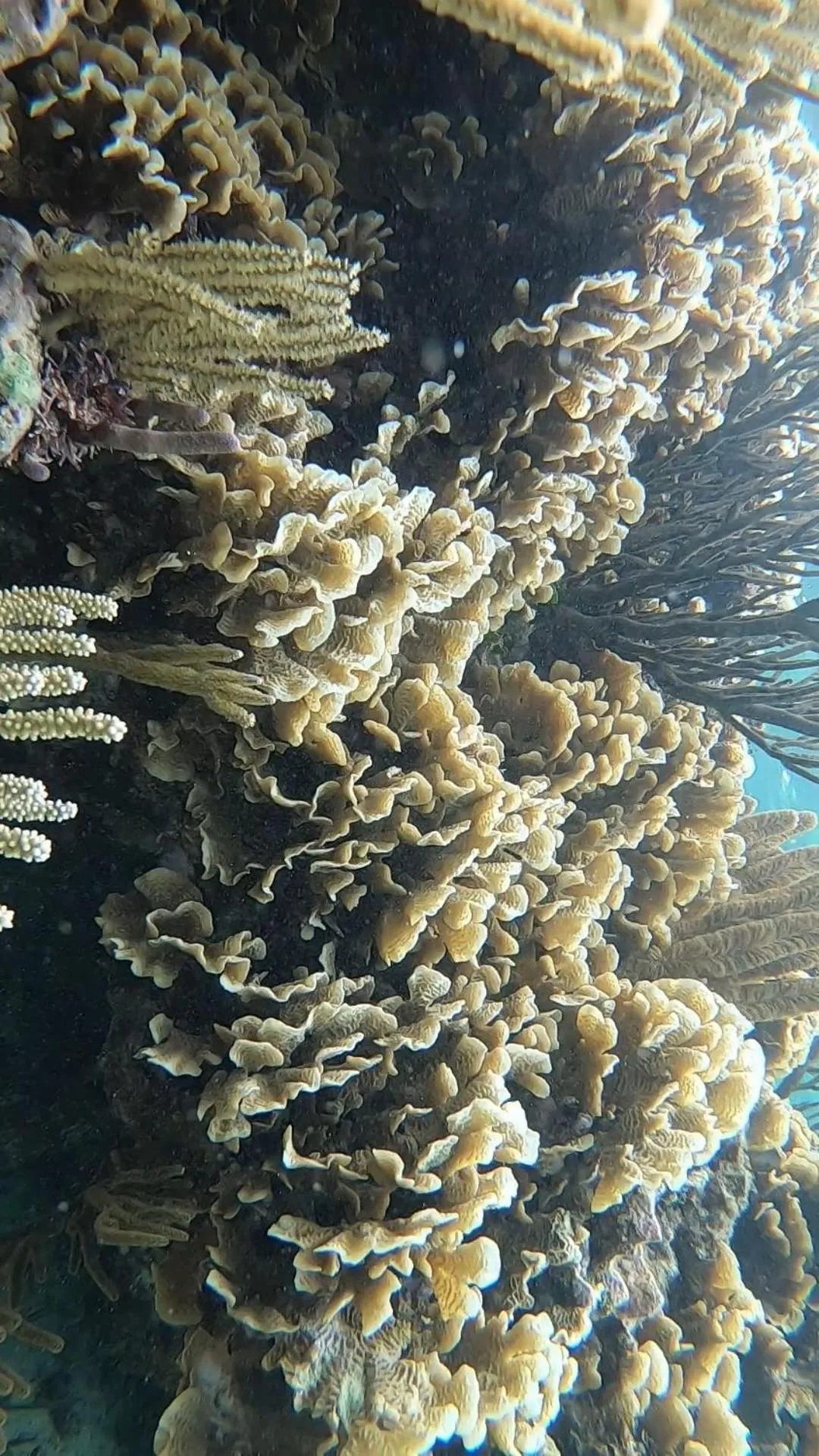 Snorkeling in Hostal Cuca Macuca