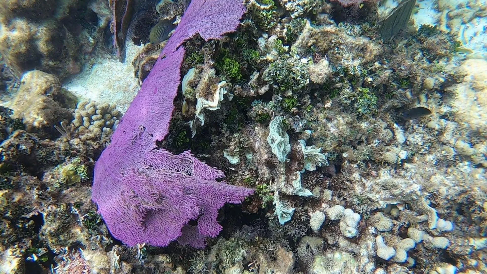 Diving in Hostal Cuca Macuca