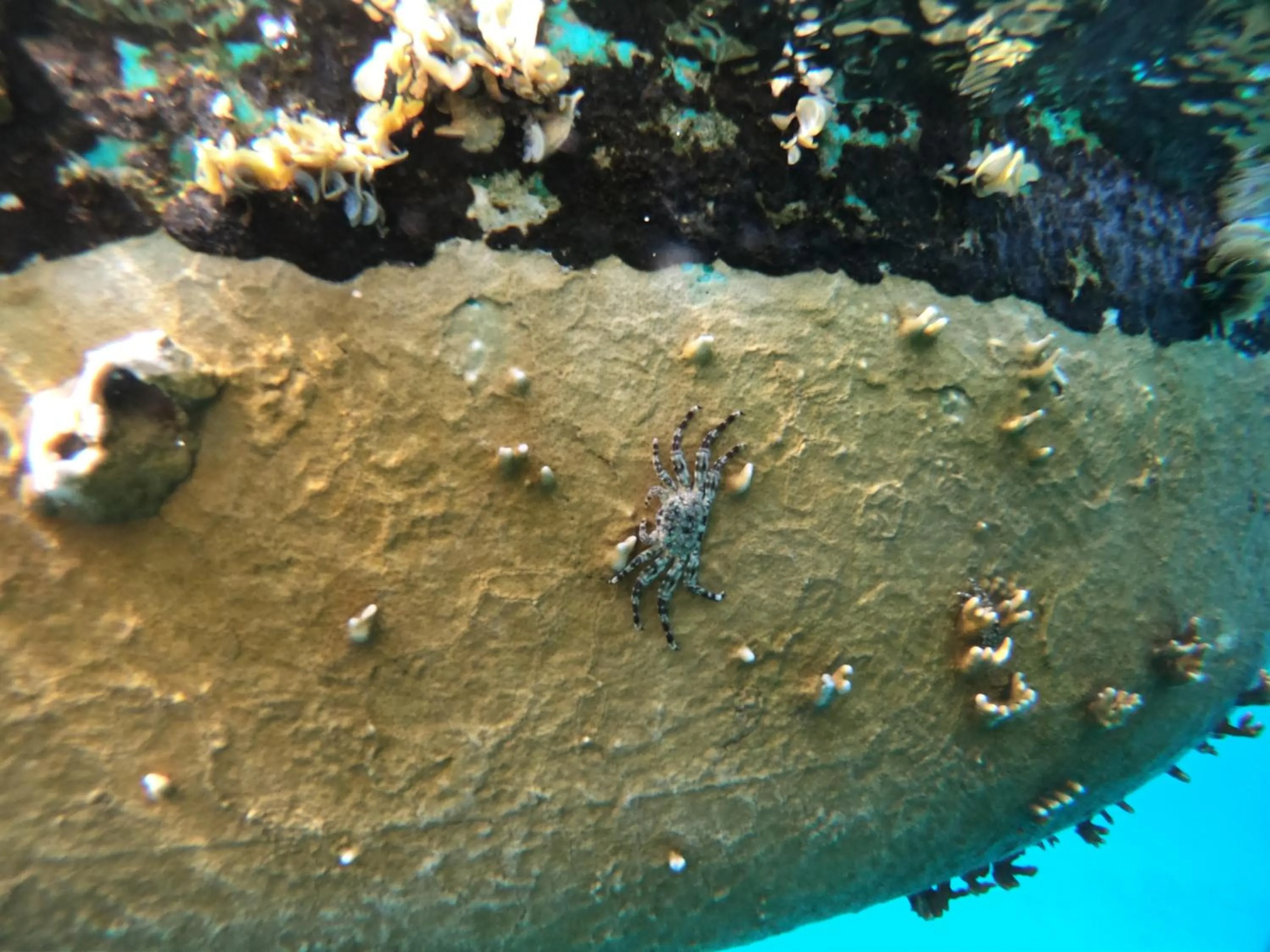 Snorkeling in Hostal Cuca Macuca