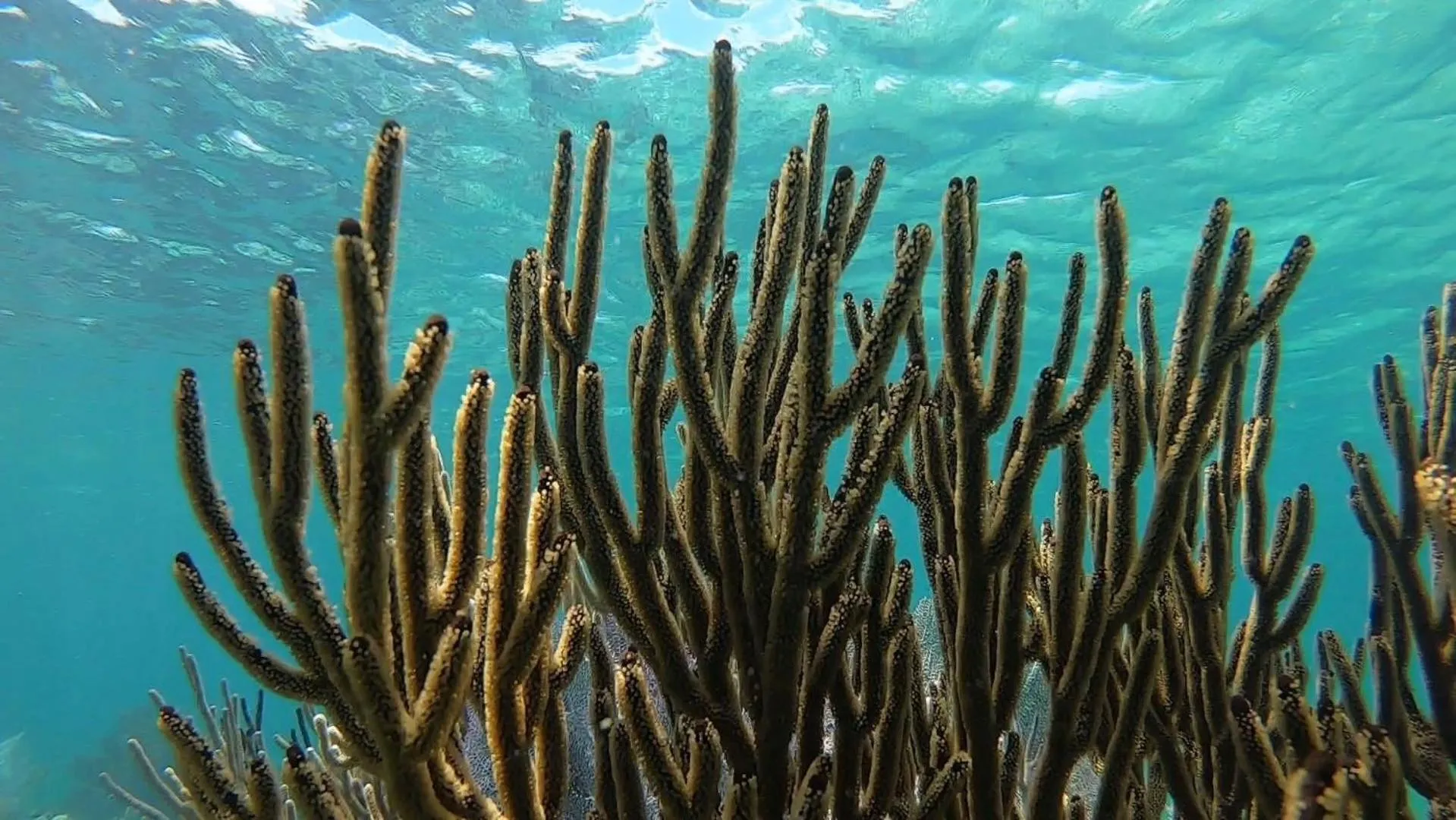 Snorkeling in Hostal Cuca Macuca