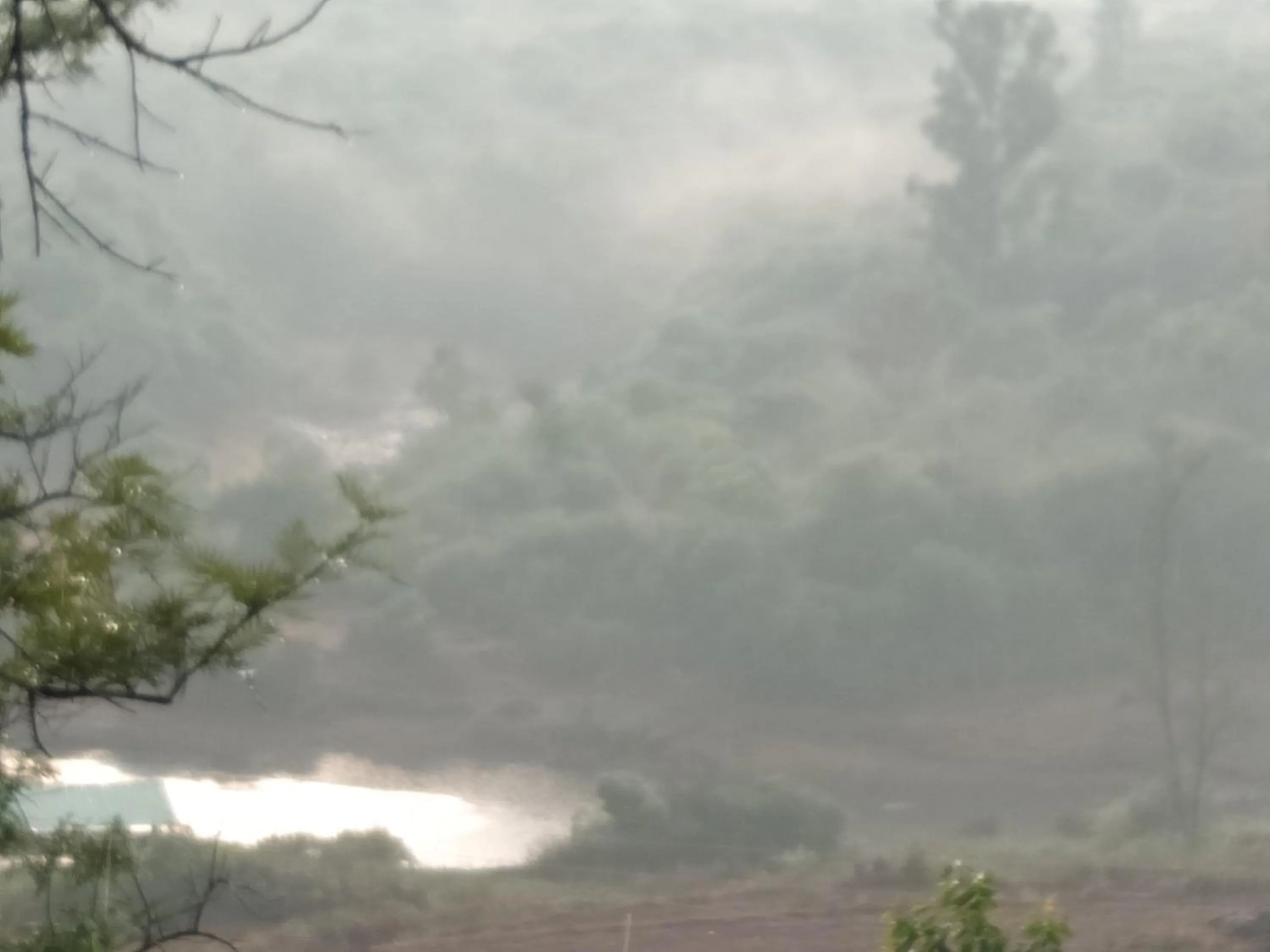 View (from property/room) in Forest Inn