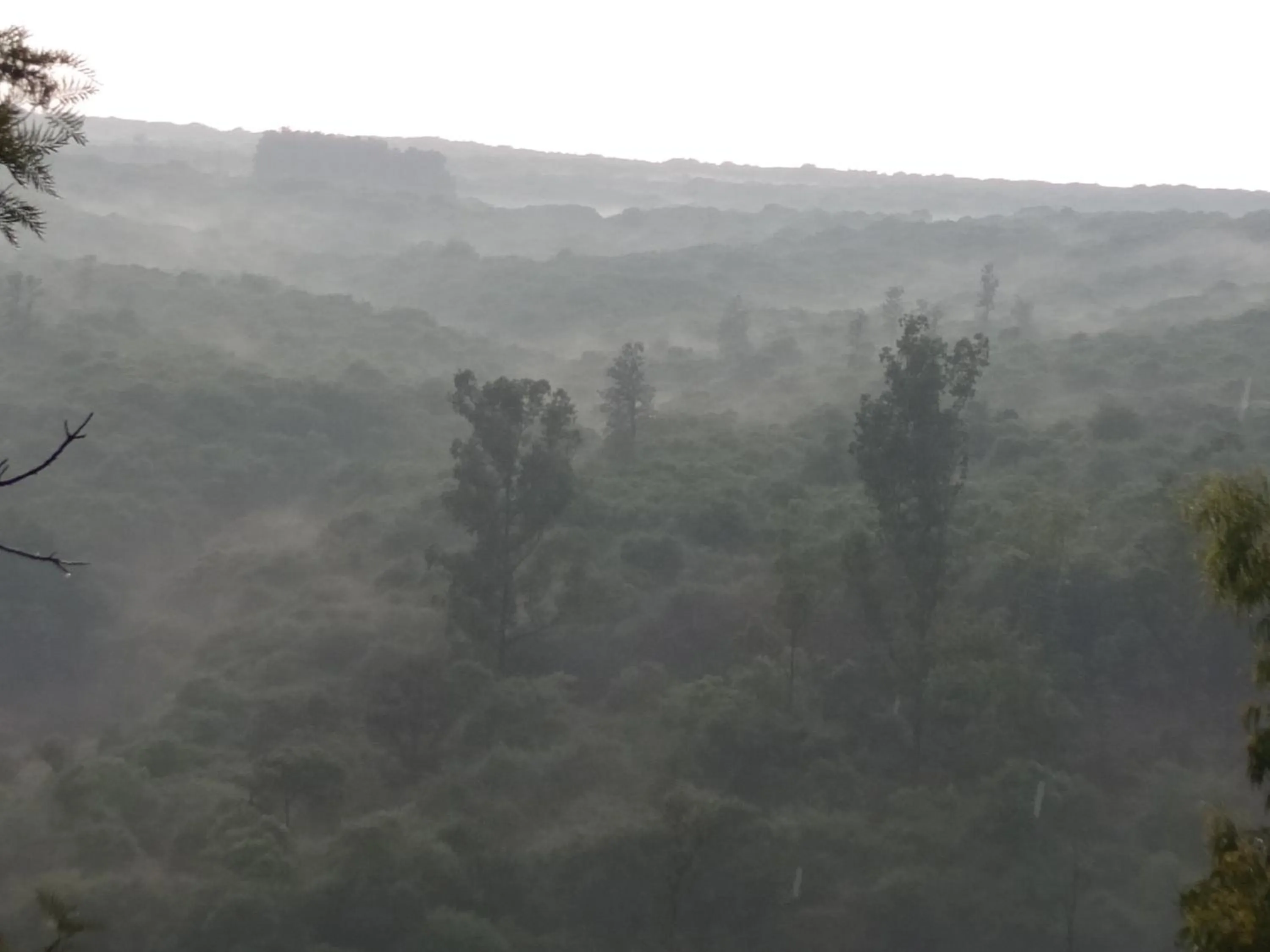 View (from property/room) in Forest Inn