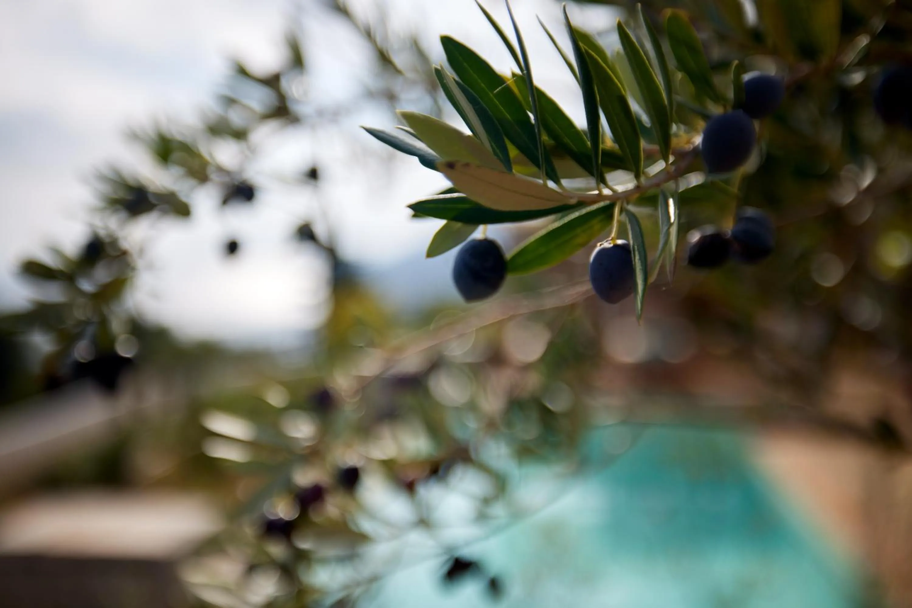 Garden in Angsana Corfu Resort & Spa