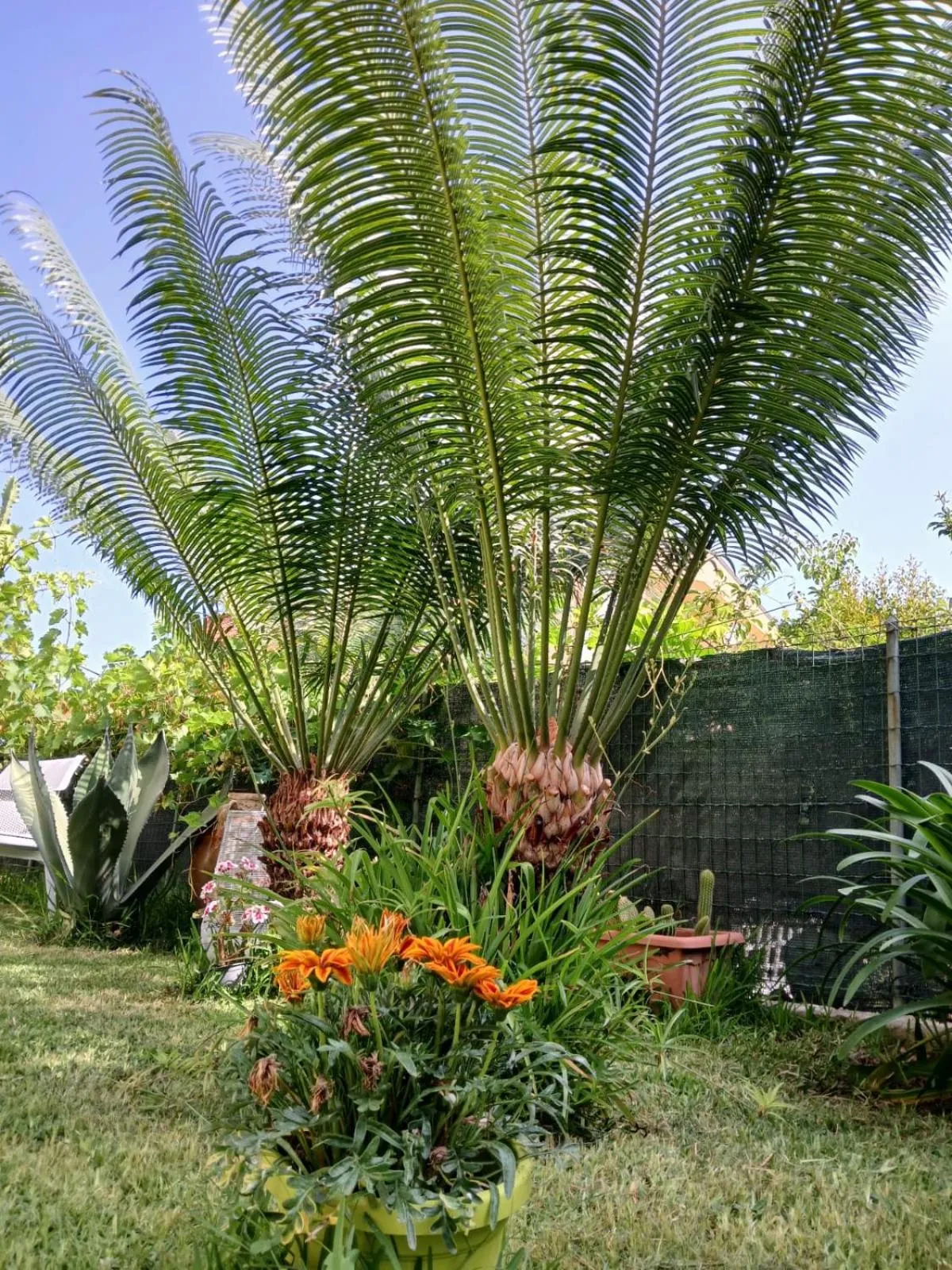 Day in B&B Kamalei Tropea