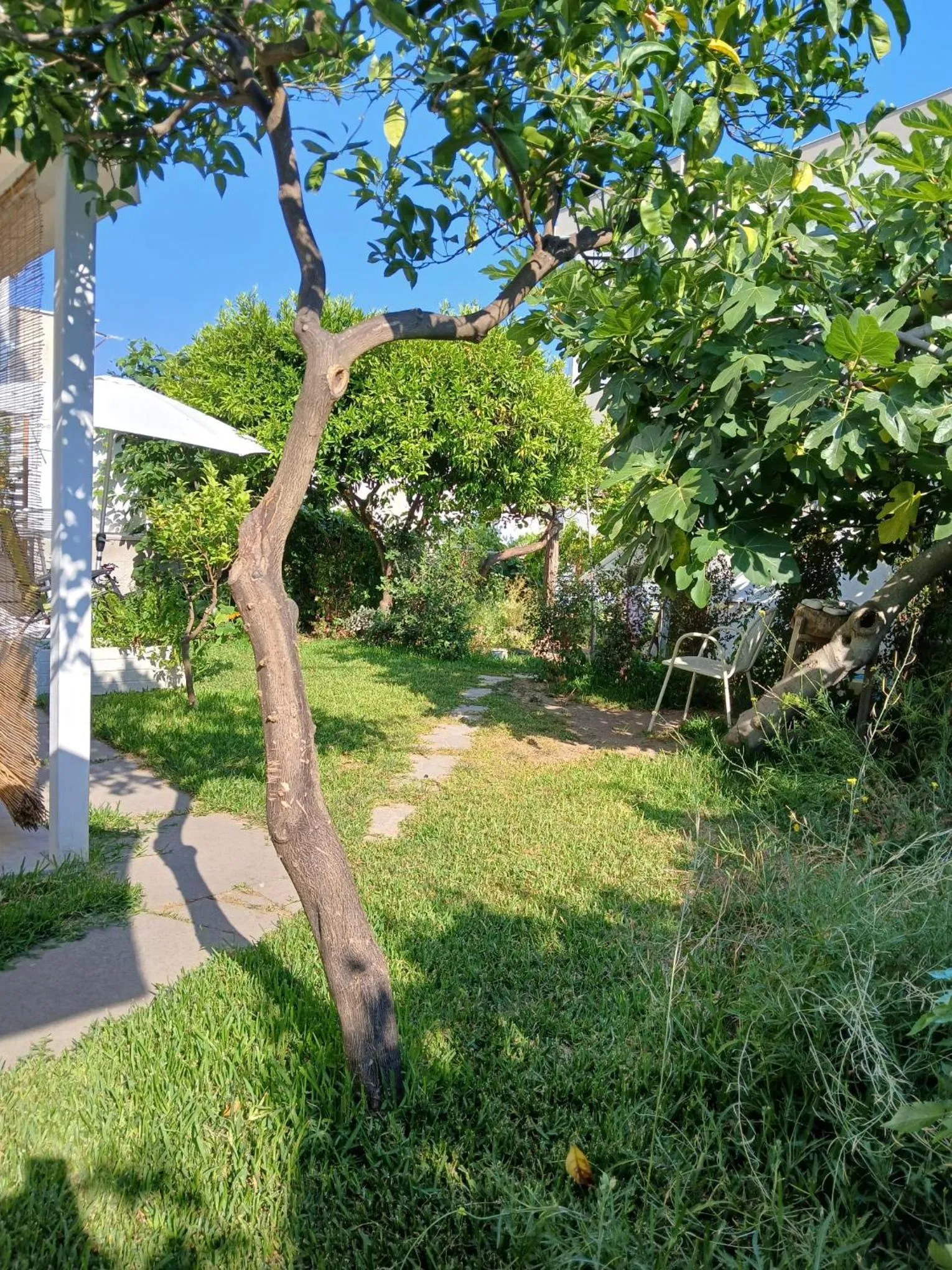 Garden in B&B Kamalei Tropea