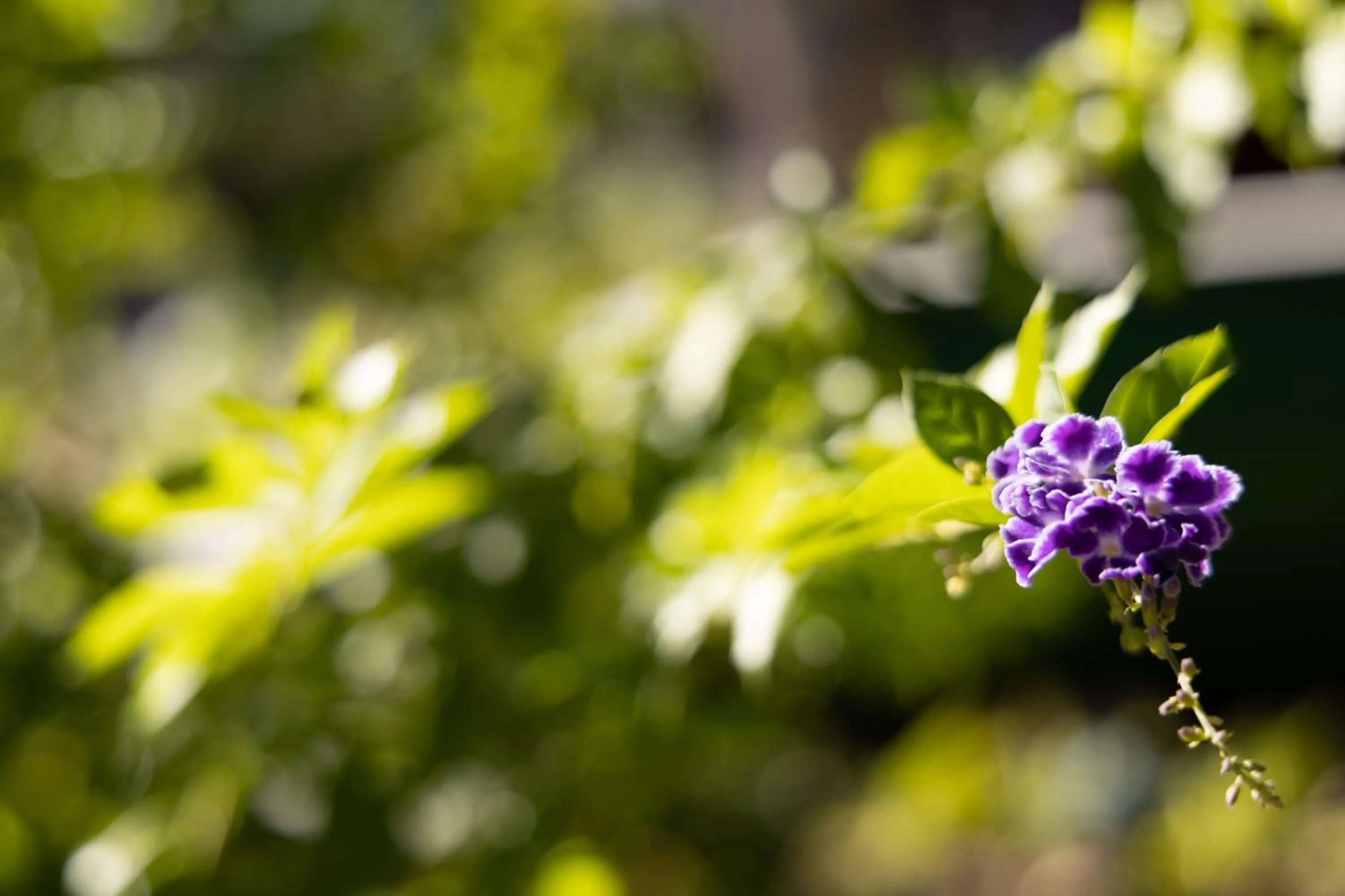 Spring in Hyatt Vacation Club at Wild Oak Ranch