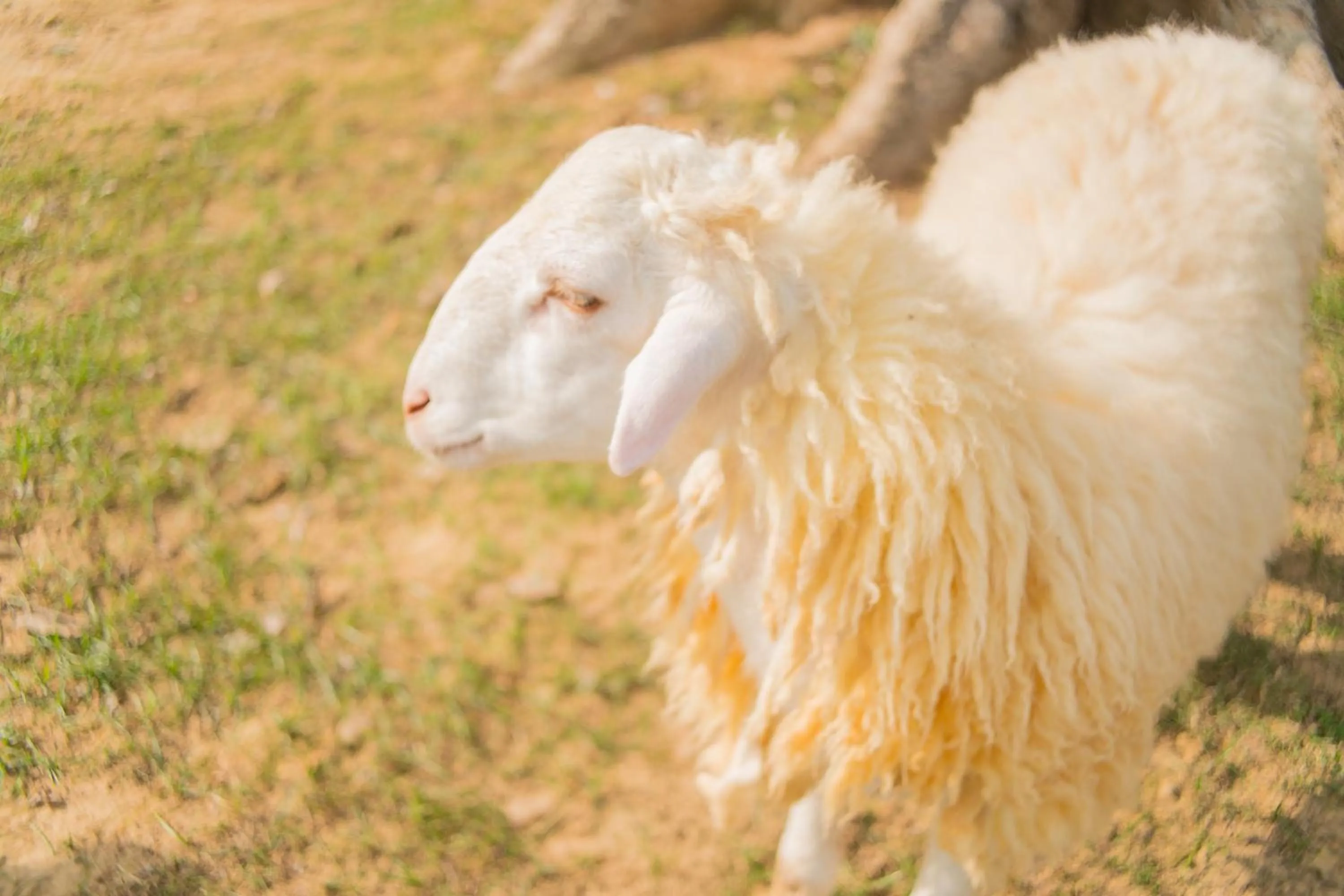 The Tree Riverside Resort Kaeng Krachan