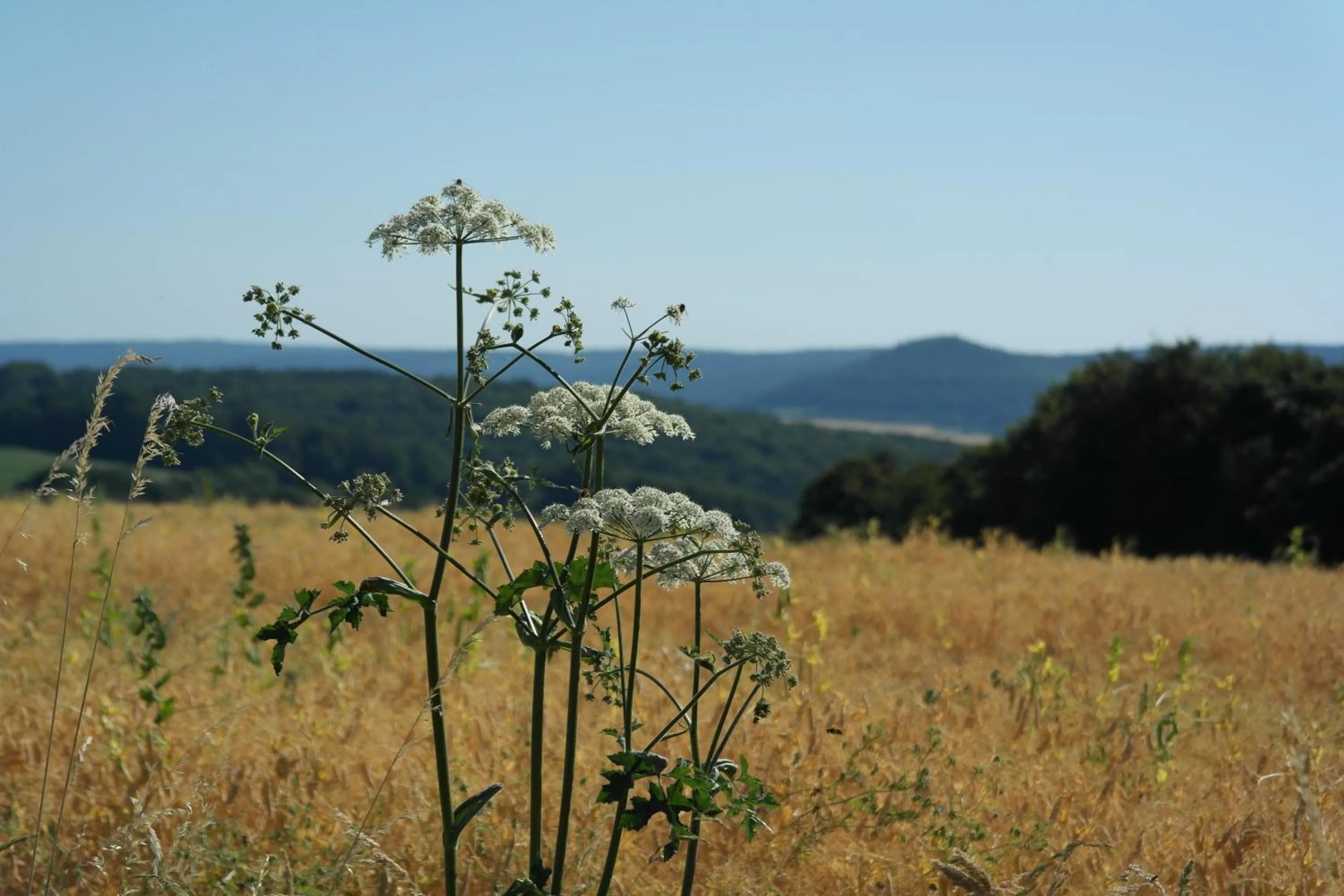 Natural landscape in Landhotel Windlicht