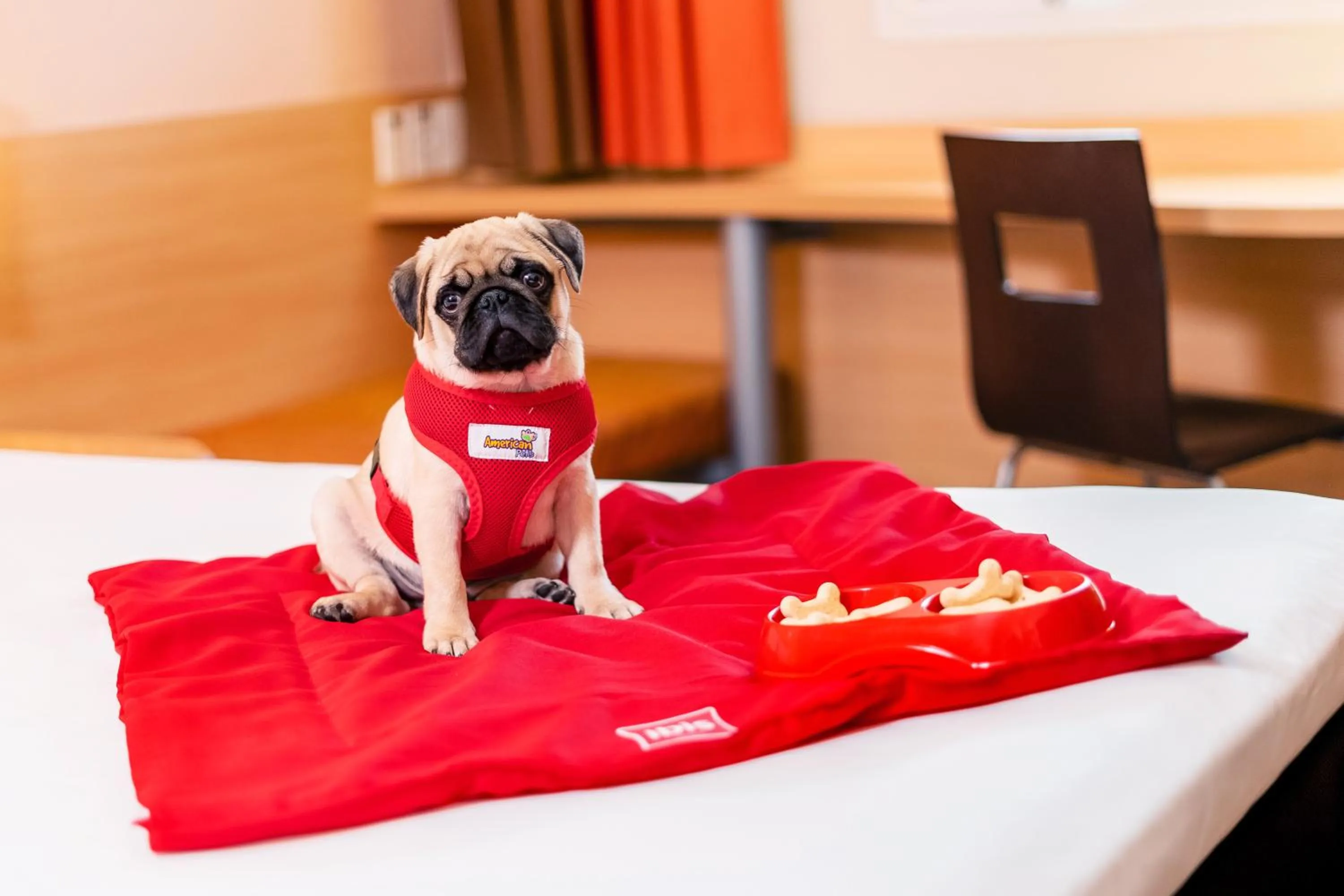 Pets in ibis Sao Paulo Interlagos