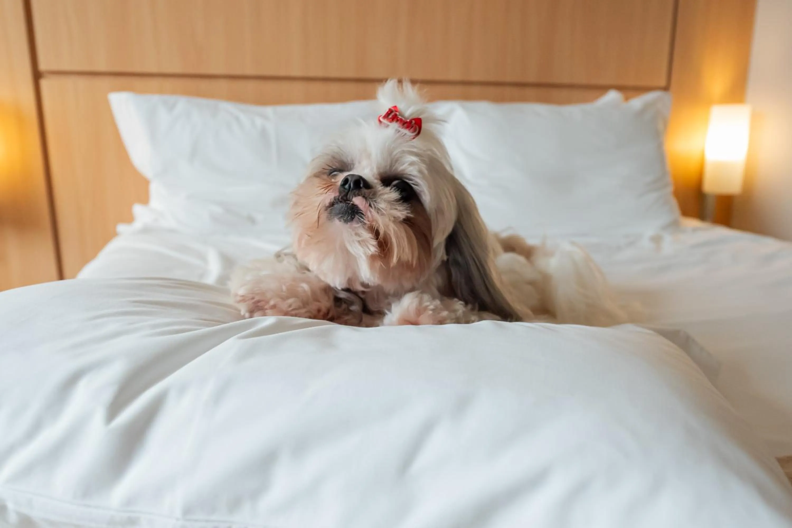 Pets, Bed in Ibis Florianopolis