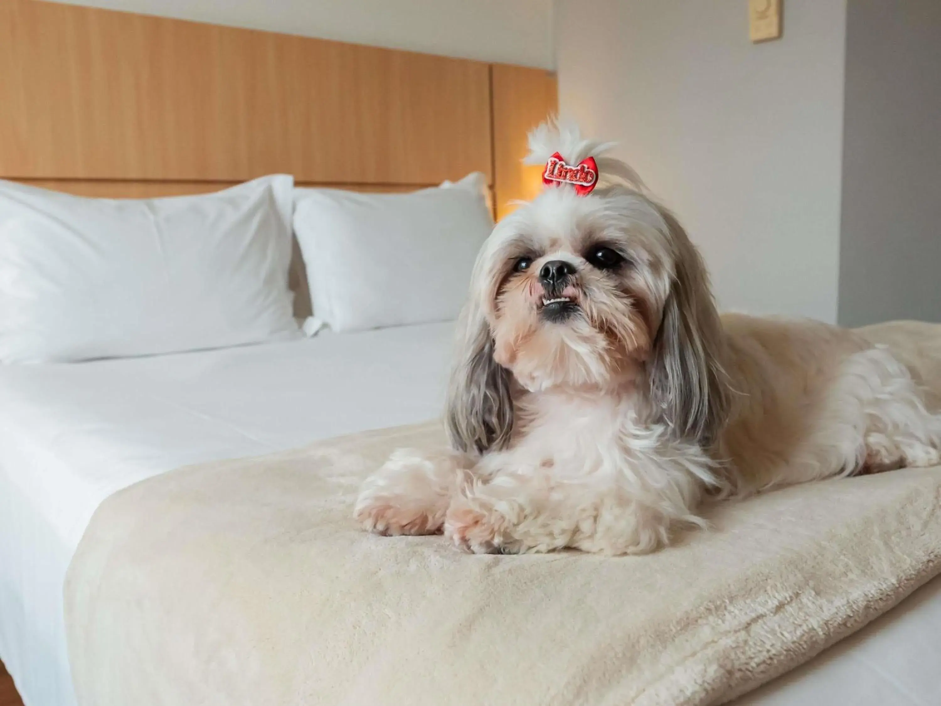 Bedroom, Bed in Ibis Florianopolis Bedroom, Bed in Ibis Florianopolis