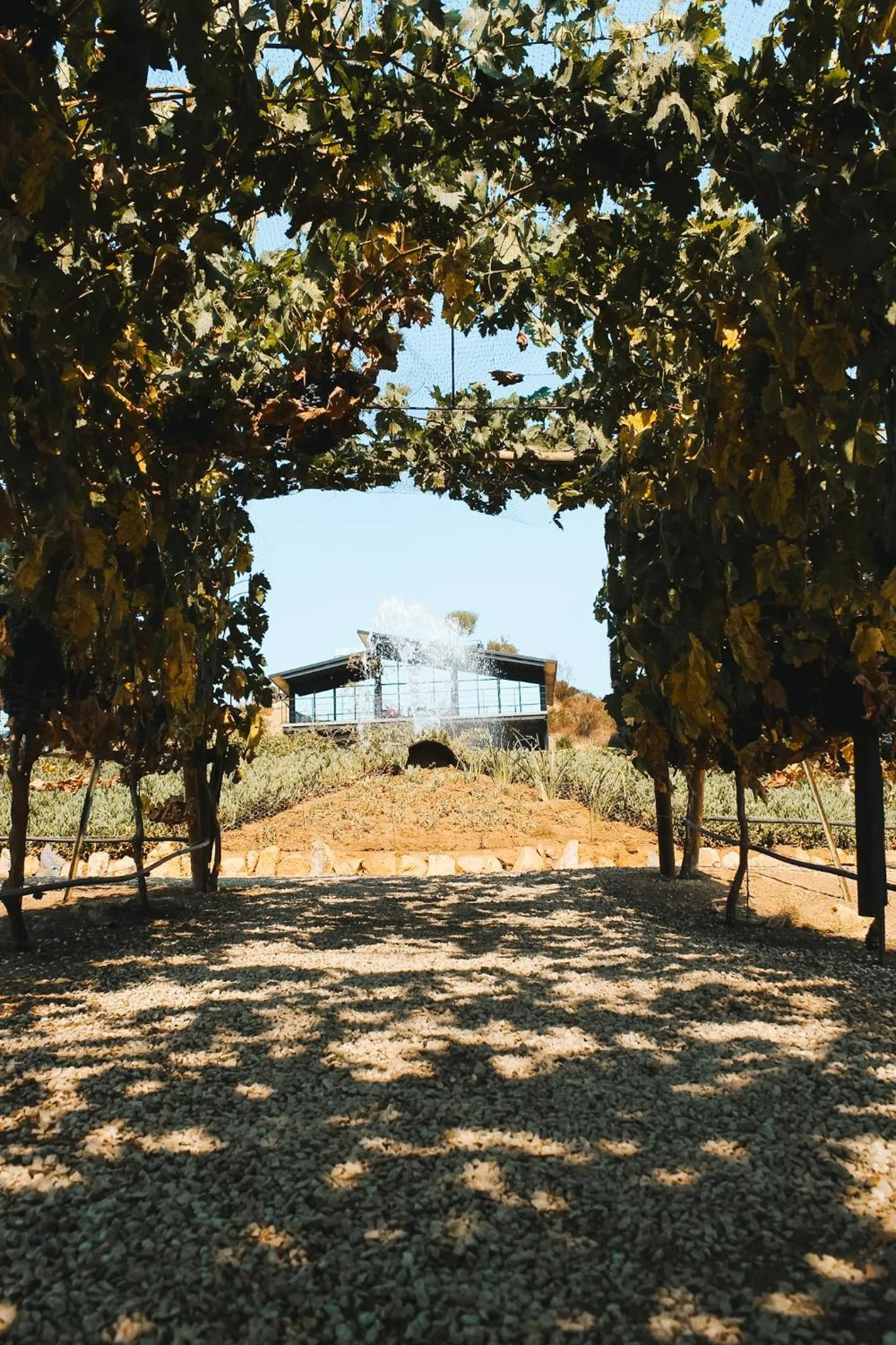 Natural landscape in Origen75 Loft - Villas - Skypool - Viñedo, Valle de Guadalupe
