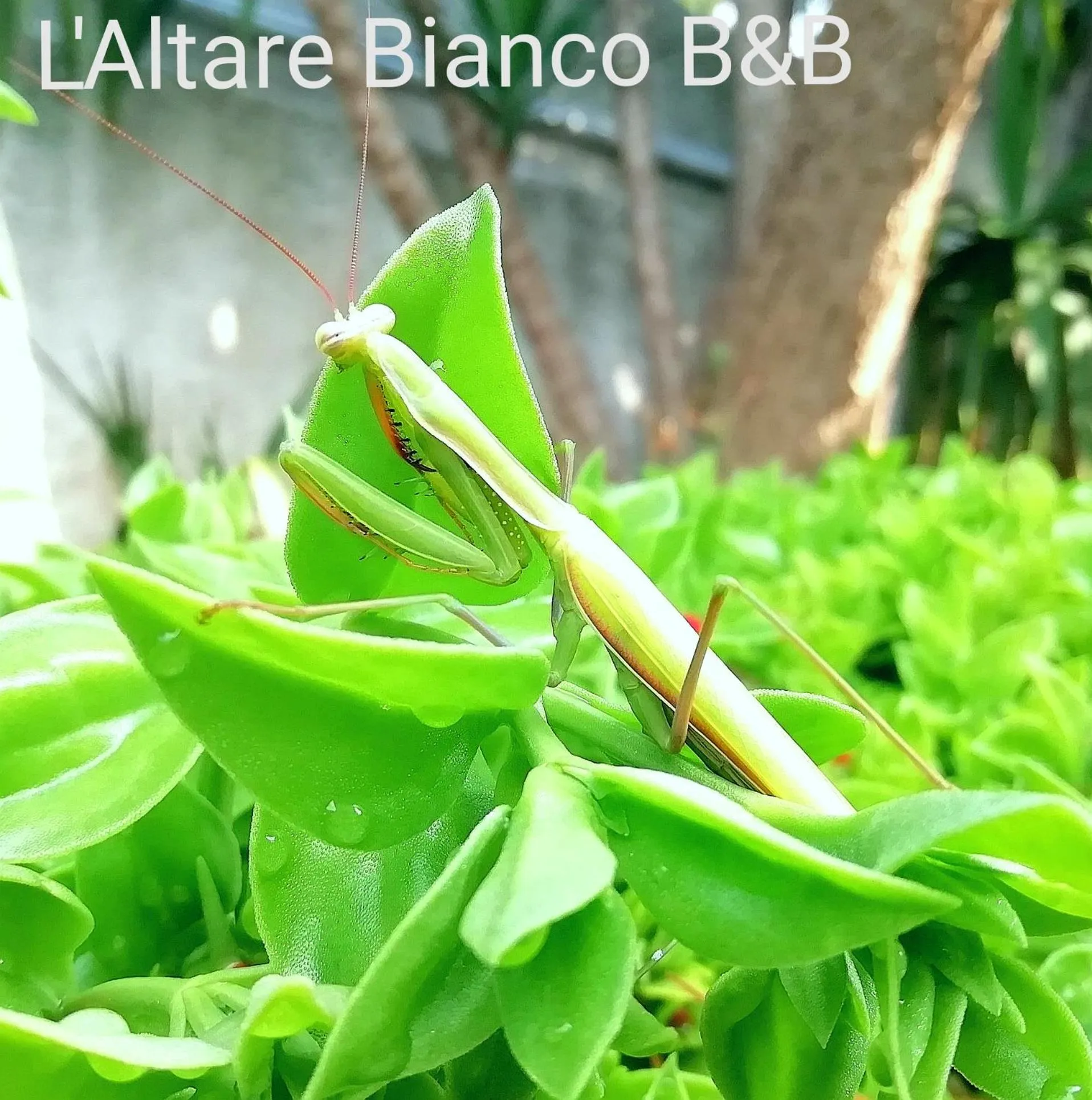 Garden in B&B L'Altare Bianco