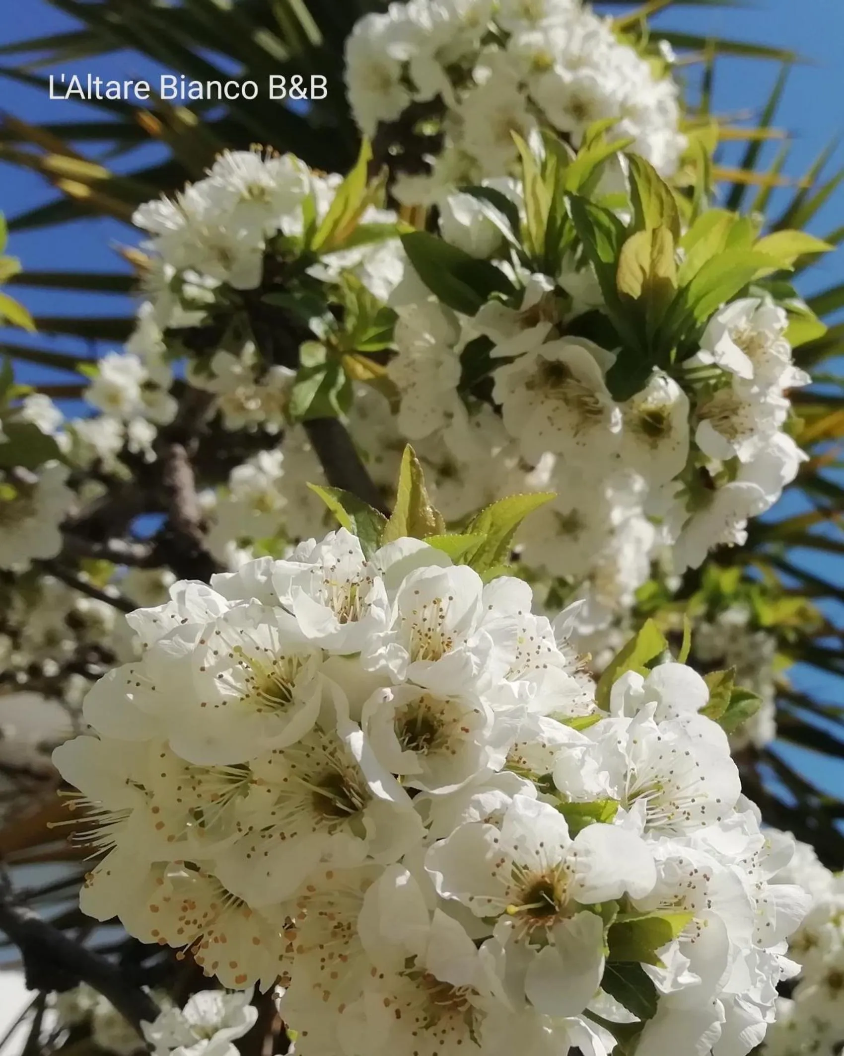 Spring in B&B L'Altare Bianco