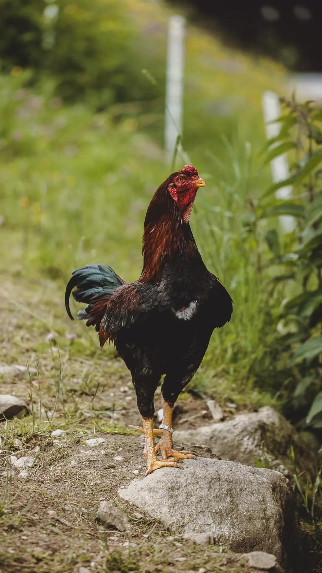 Animals in Wieshofgut