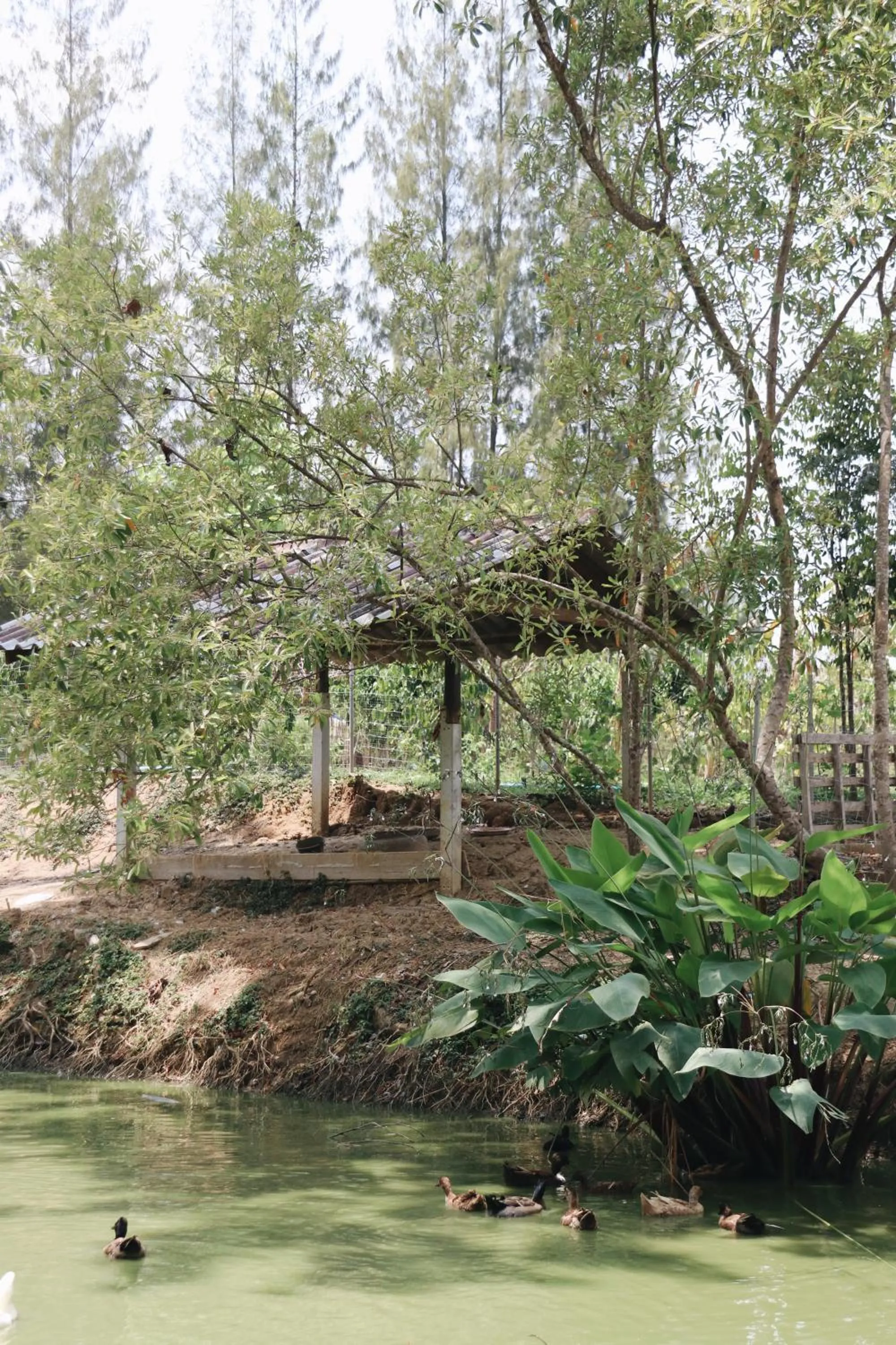 Garden in Tubtao Sleepy Hill